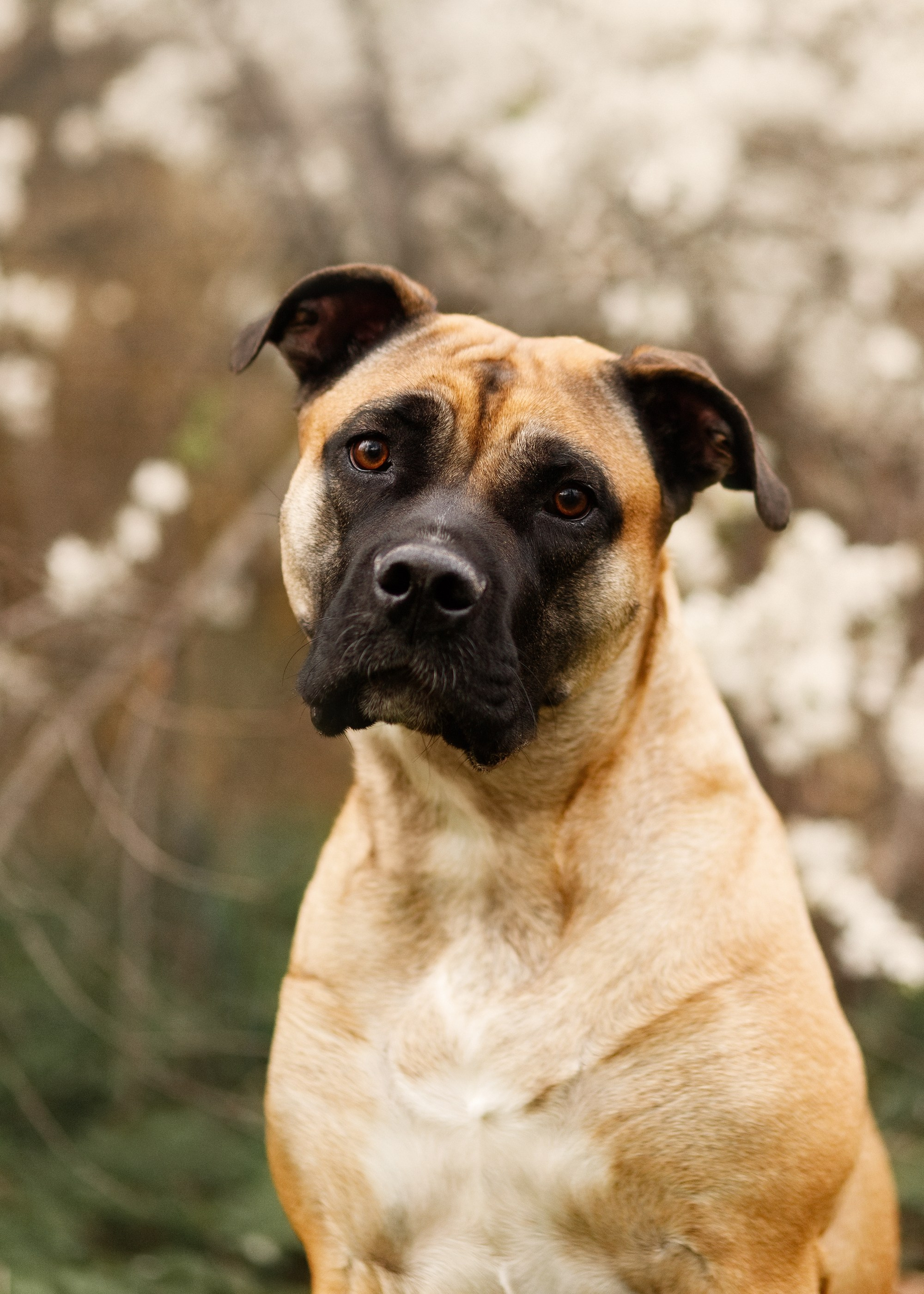 Spring ca de bou. Kaja | fotograf psów we Wrocławiu