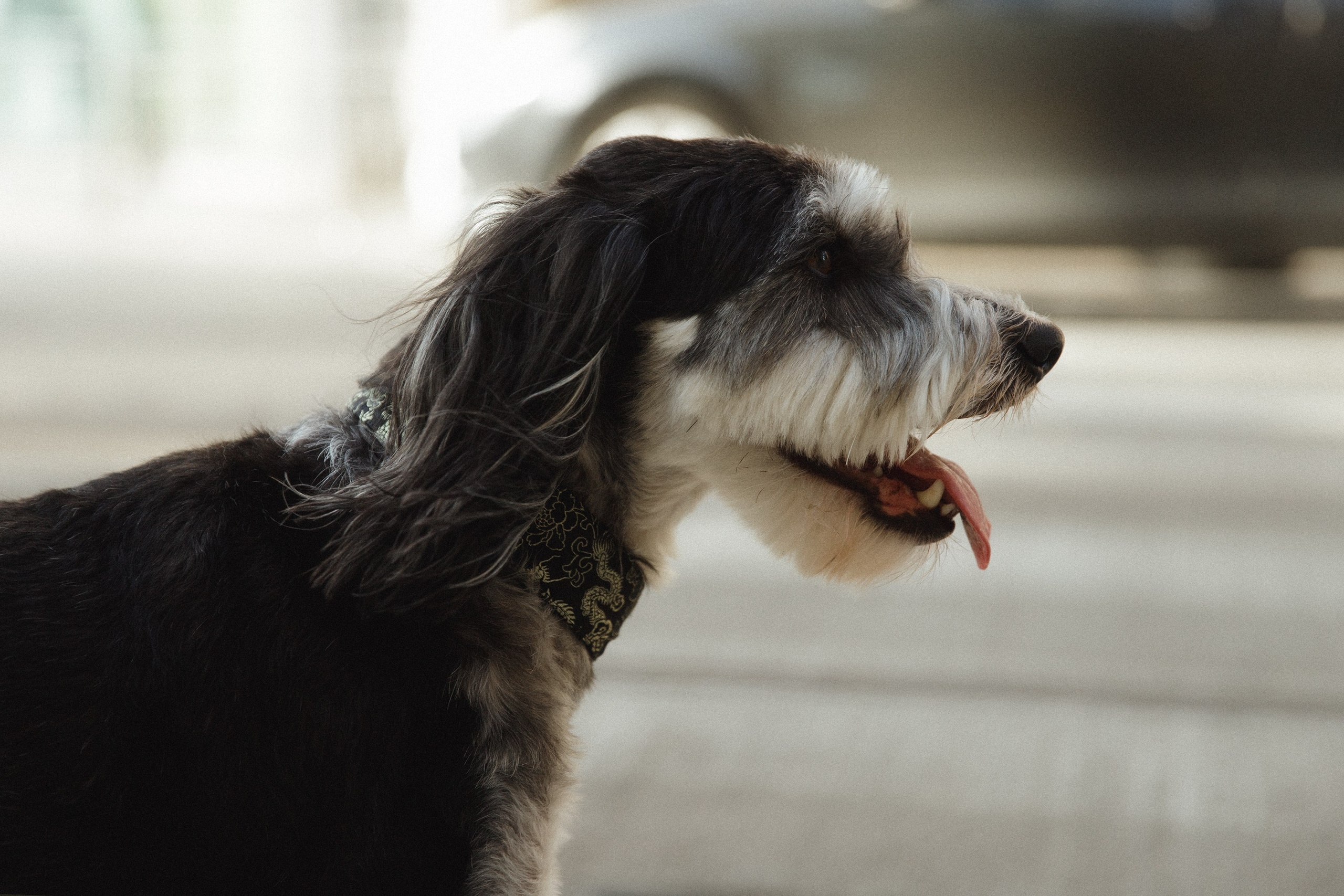 Lera & Flora. Kaja | fotograf we Wrocławiu | ludzie i psy