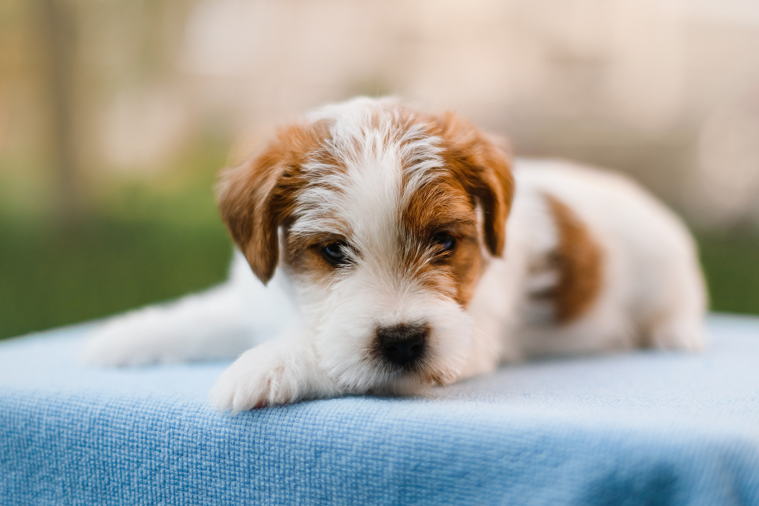 Jack russel puppies. Kaja | fotograf we Wrocławiu | ludzie i psy