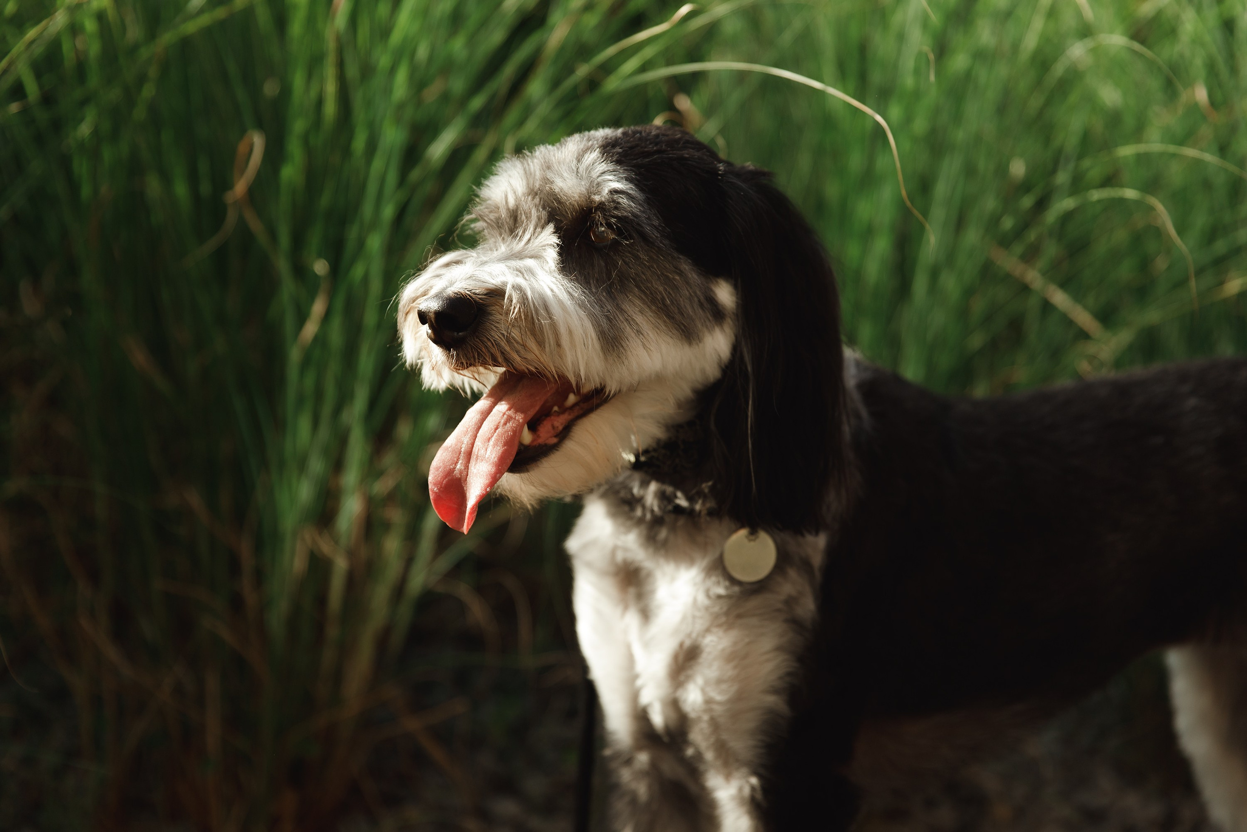 Lera & Flora. Kaja | fotograf we Wrocławiu | ludzie i psy