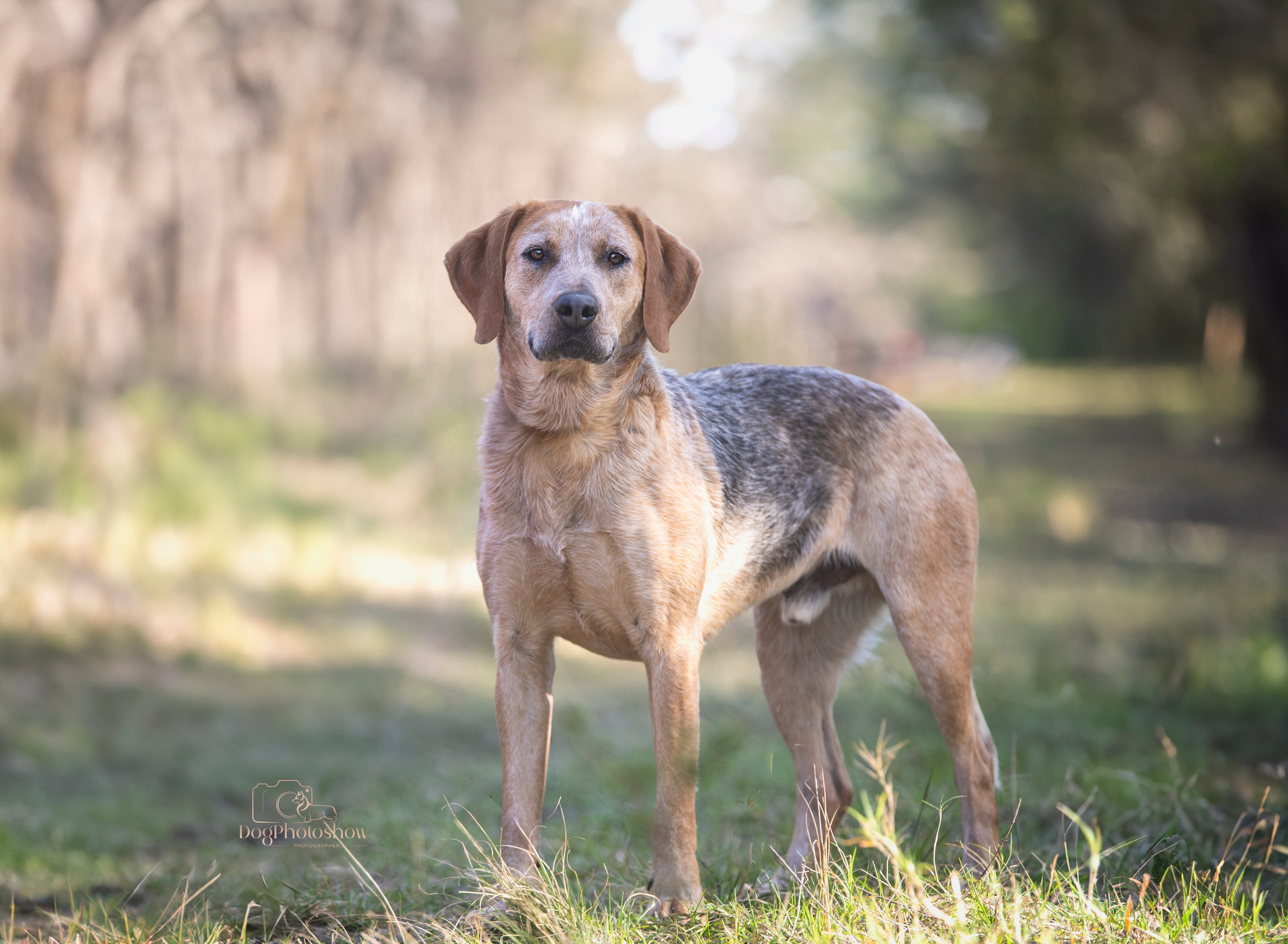 📸 10. Katerina Royter Pet Photographer North Florida