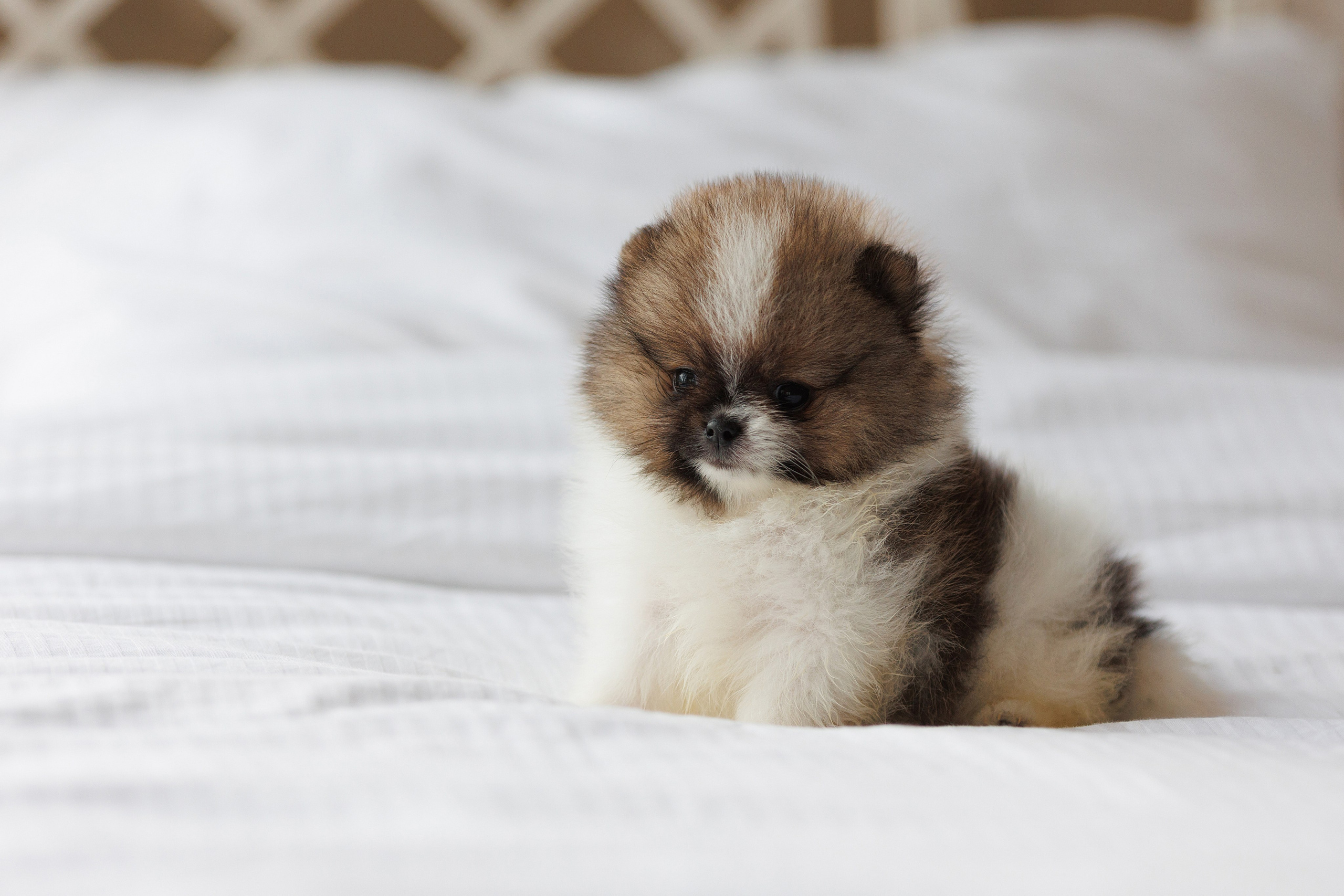 Pomeranian puppies. Семейный фотограф в Кишинёве Пулькина Ольга