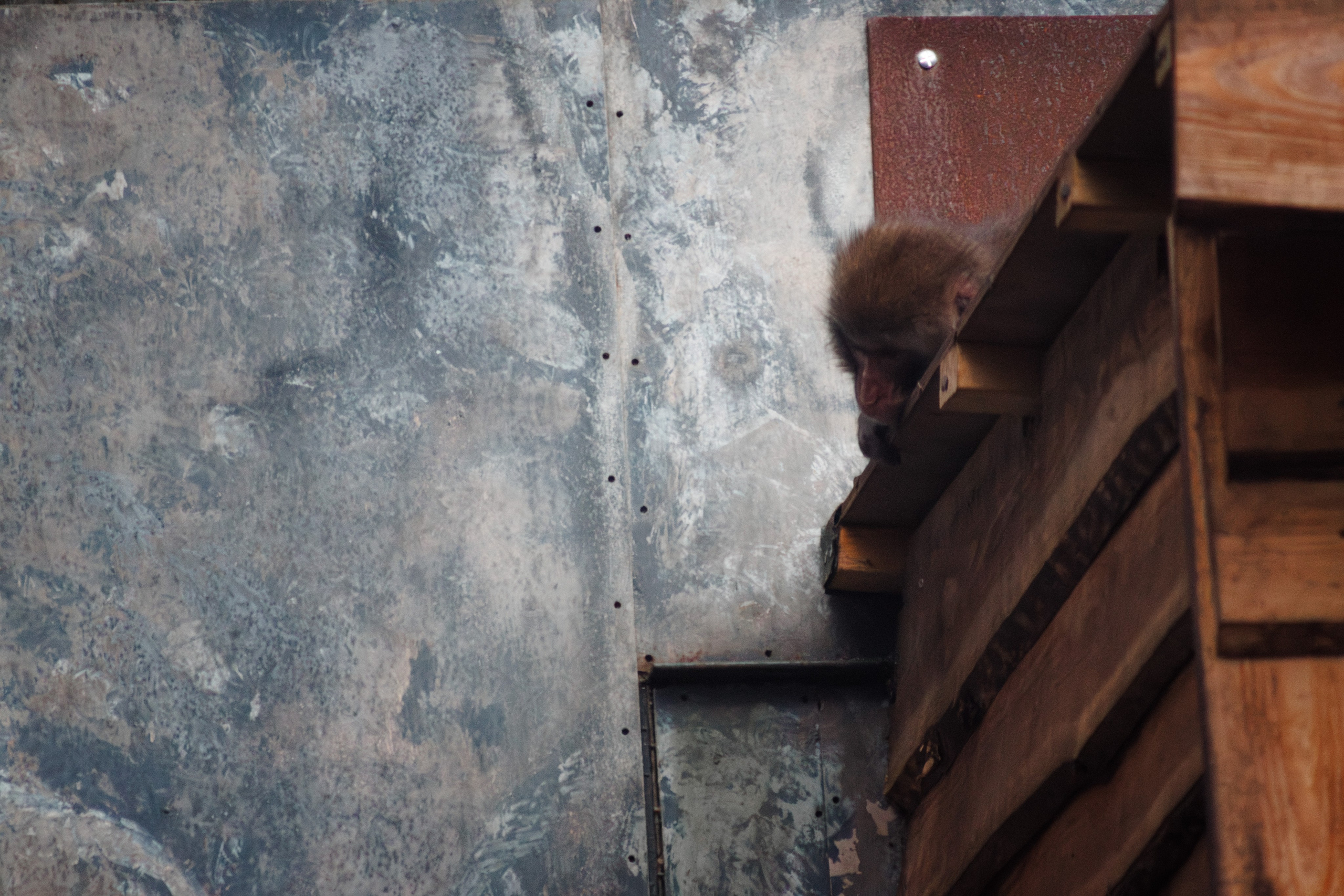 Nature. Portrait and Street photographer in Vilnius Edgar Shaipunas