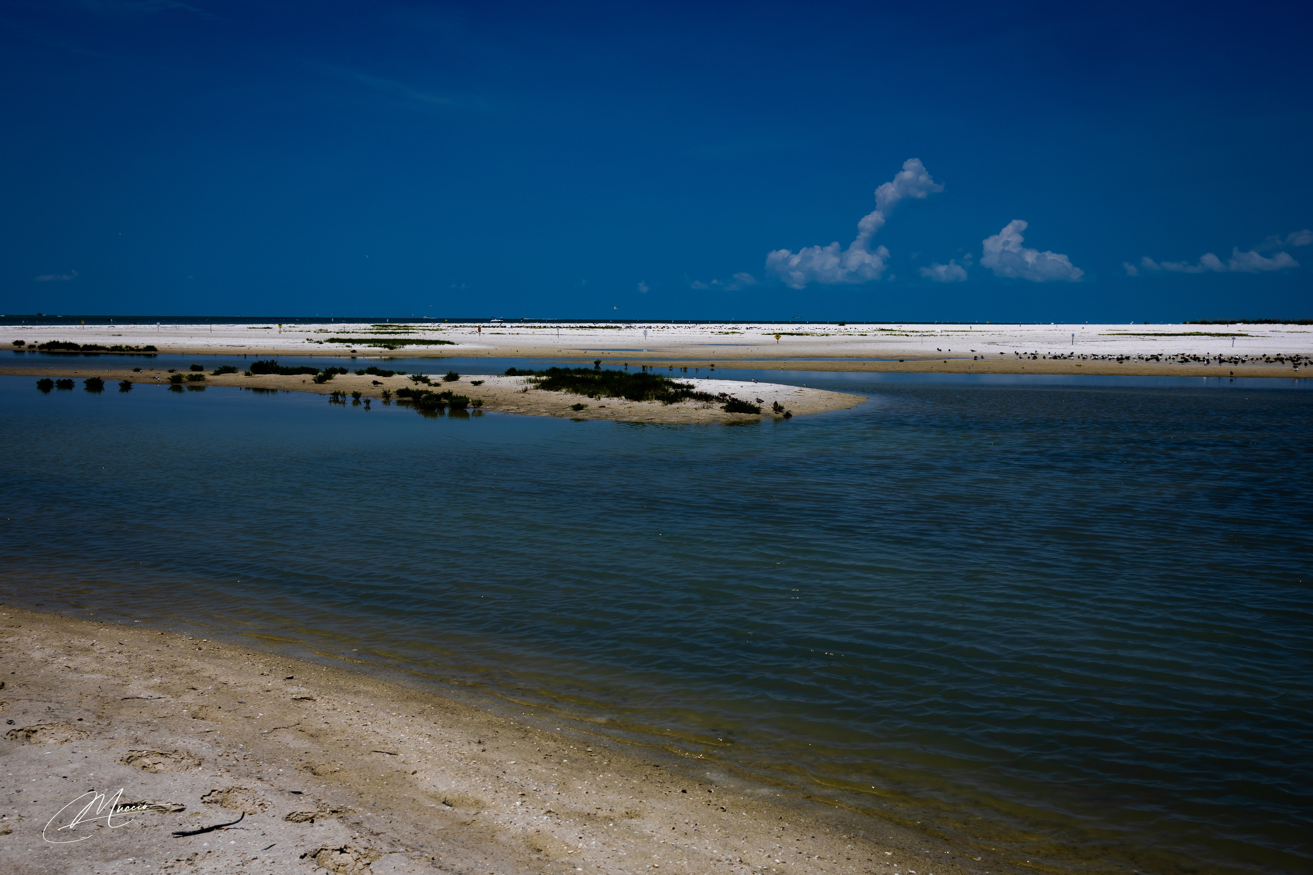 Fort Myers. Out and About 239