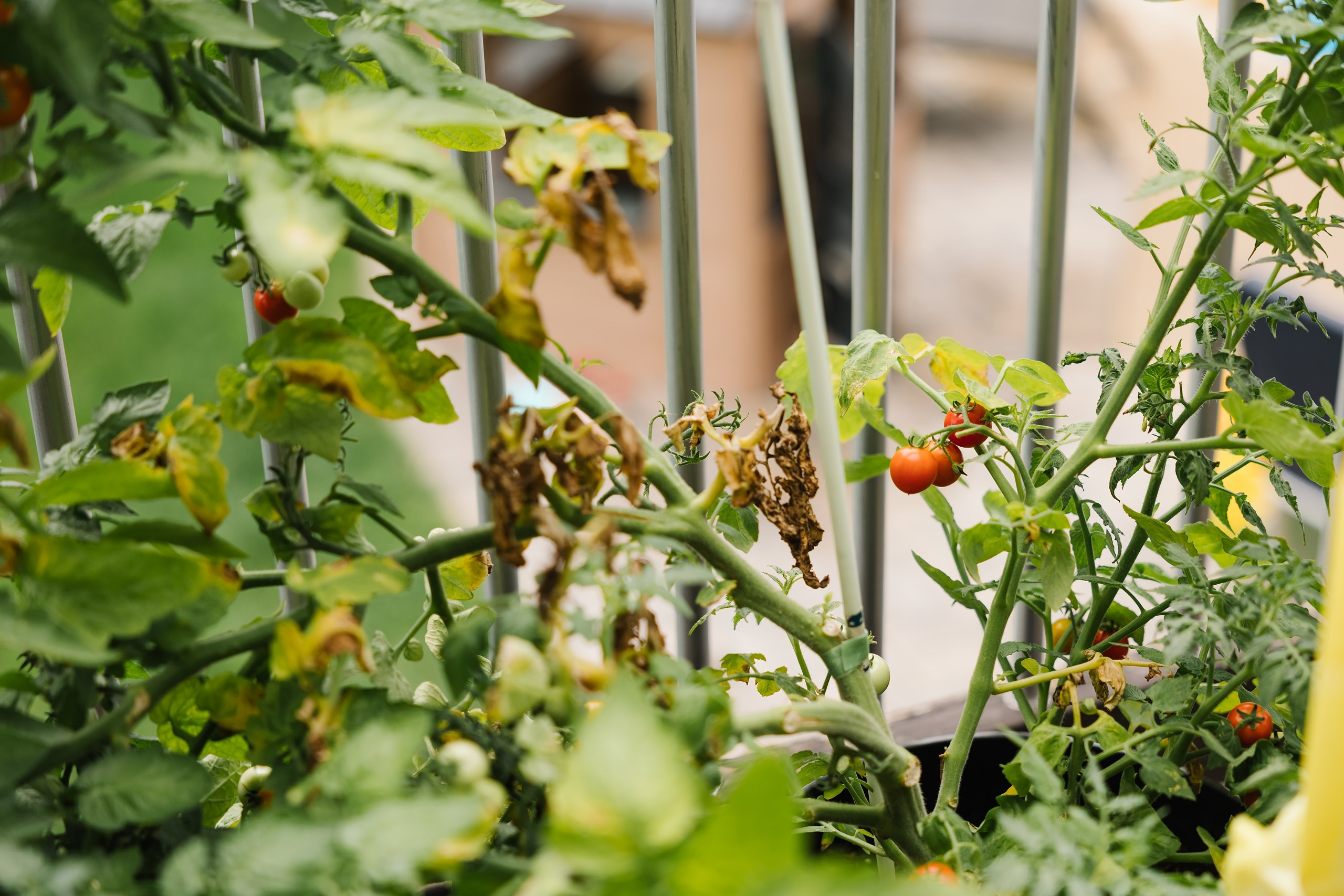 Birthday Party. Wedding family event photographer in Chicago Nick Yushevich