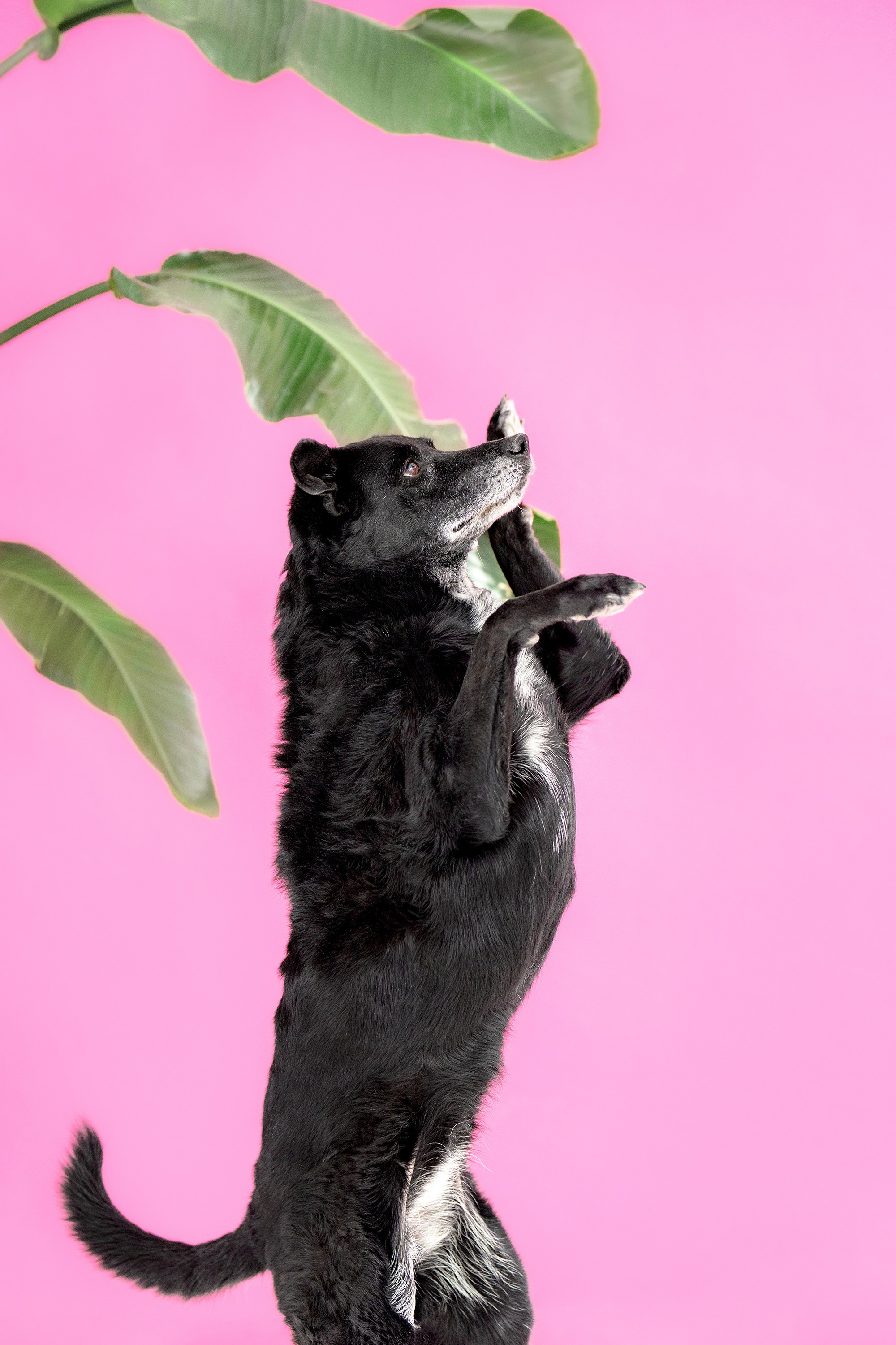 Skaistė ir Beta — fotosesija prekiniam ženklui. Vita Klimaševska ○ Fluffy Soulmate Photography
