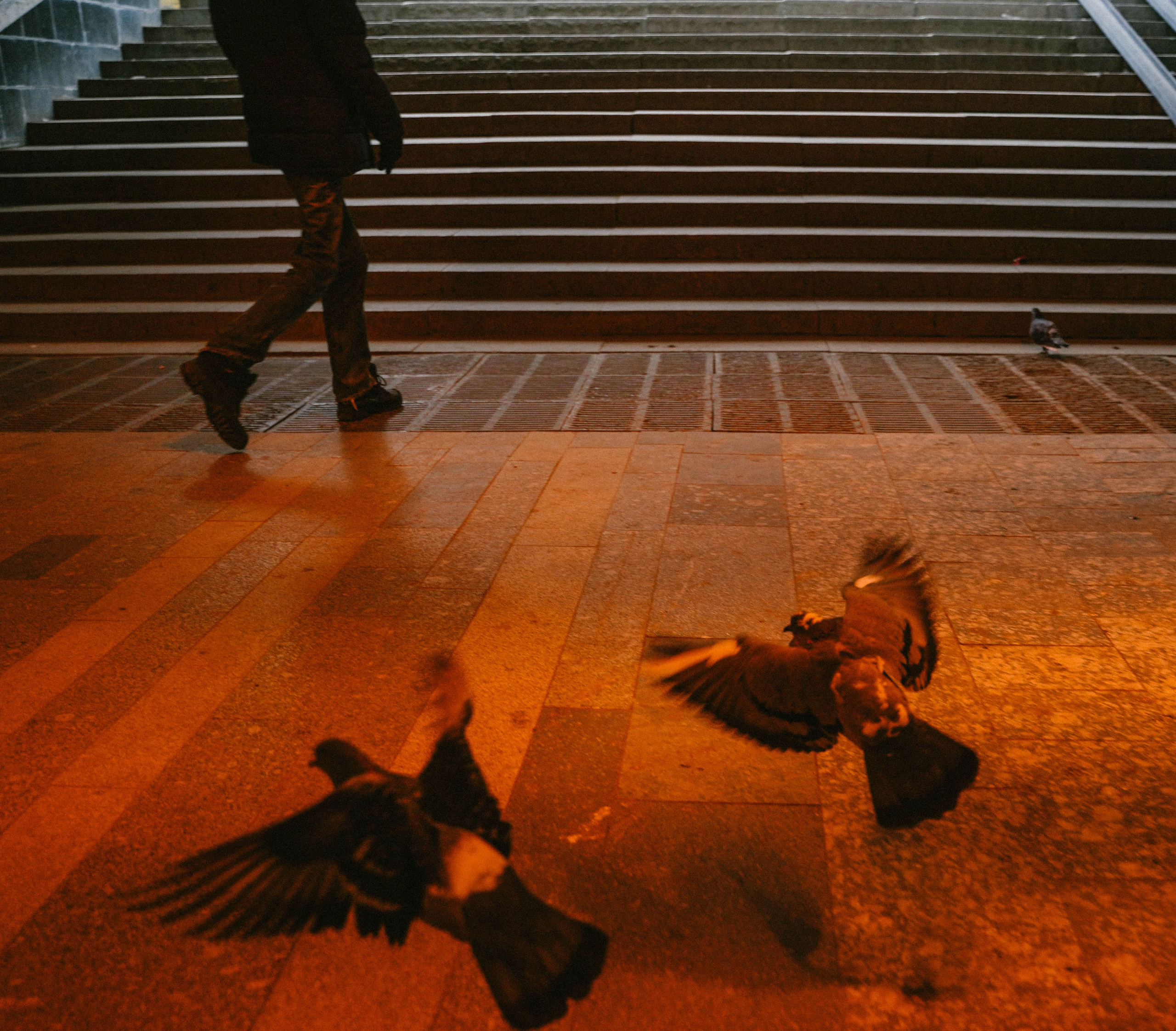 Пернатый психоз. Стрит-фотография, полная абсурда, идиотизма и красоты