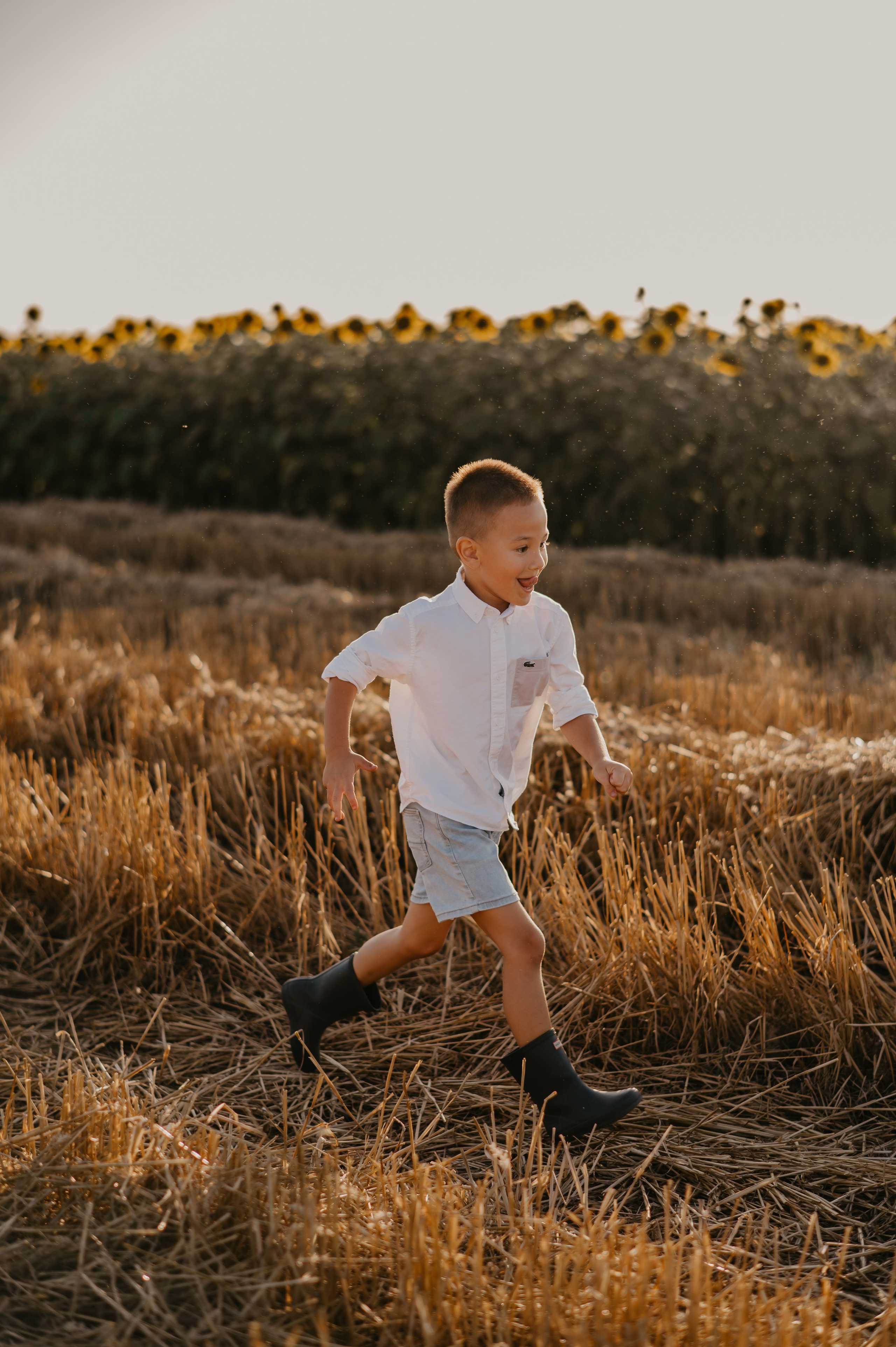 Polje suncokreta. Ana Sladojevic