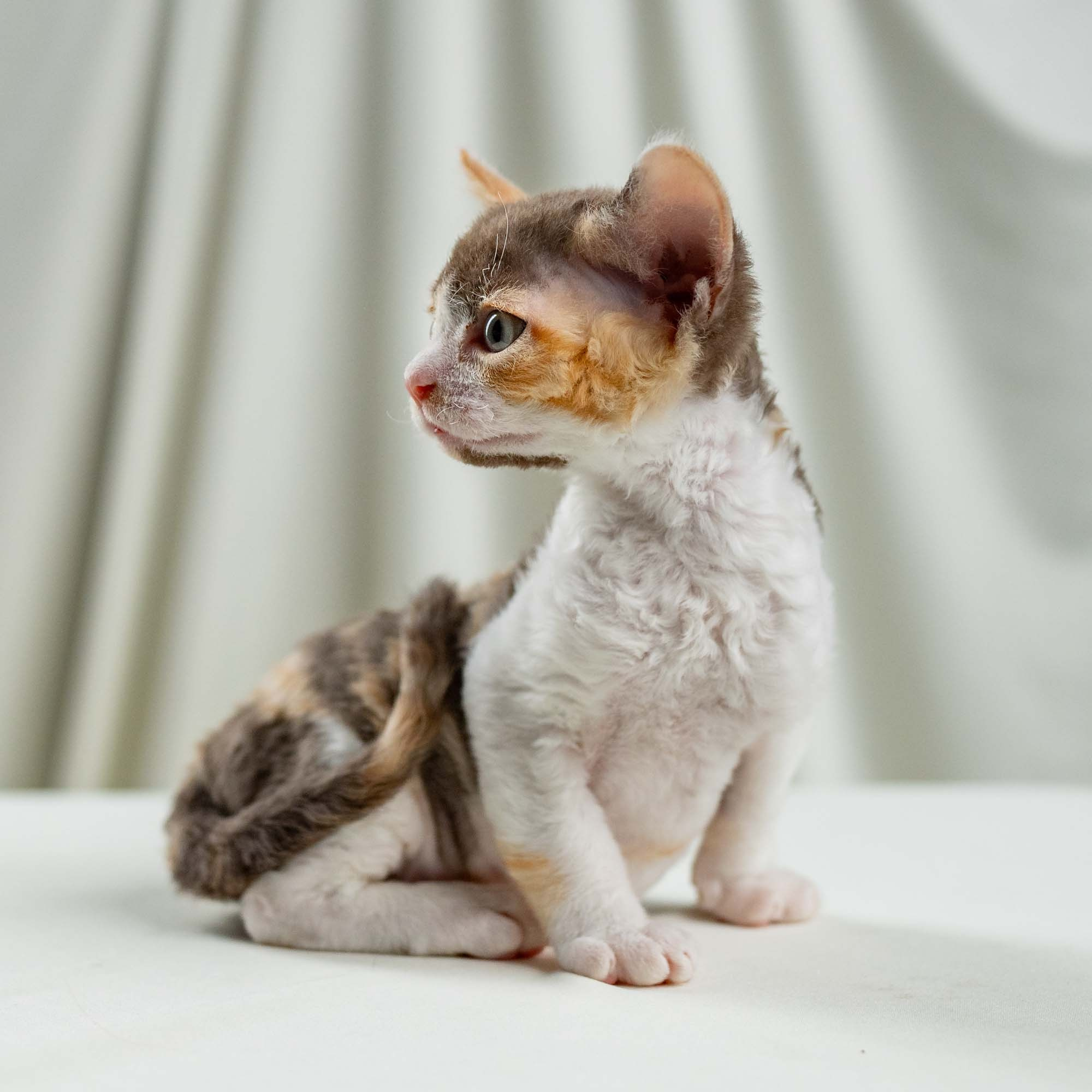 Dixie, girl, born on 06.06.24 SOLD. Devon Rex Pixie Cattery
