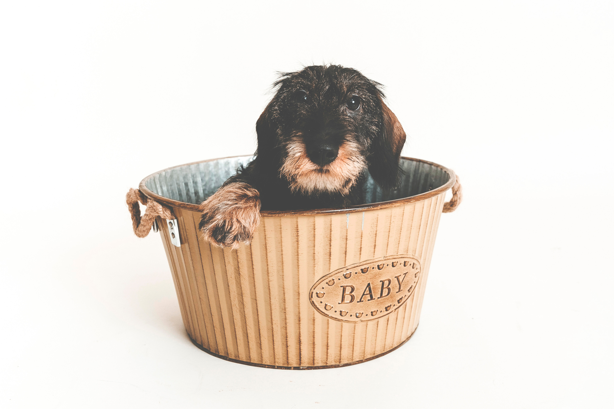 Lemmikit. Senjakulmala.fi