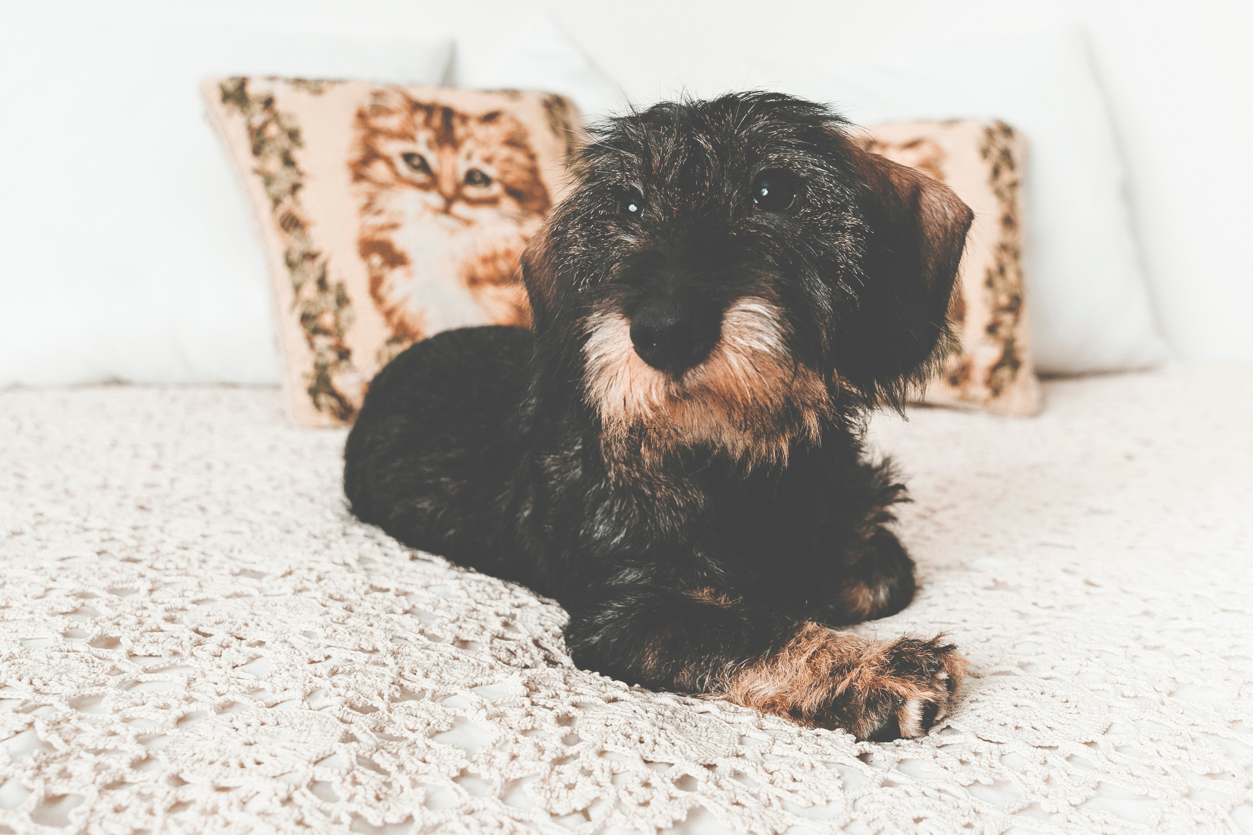 Lemmikit. Senjakulmala.fi