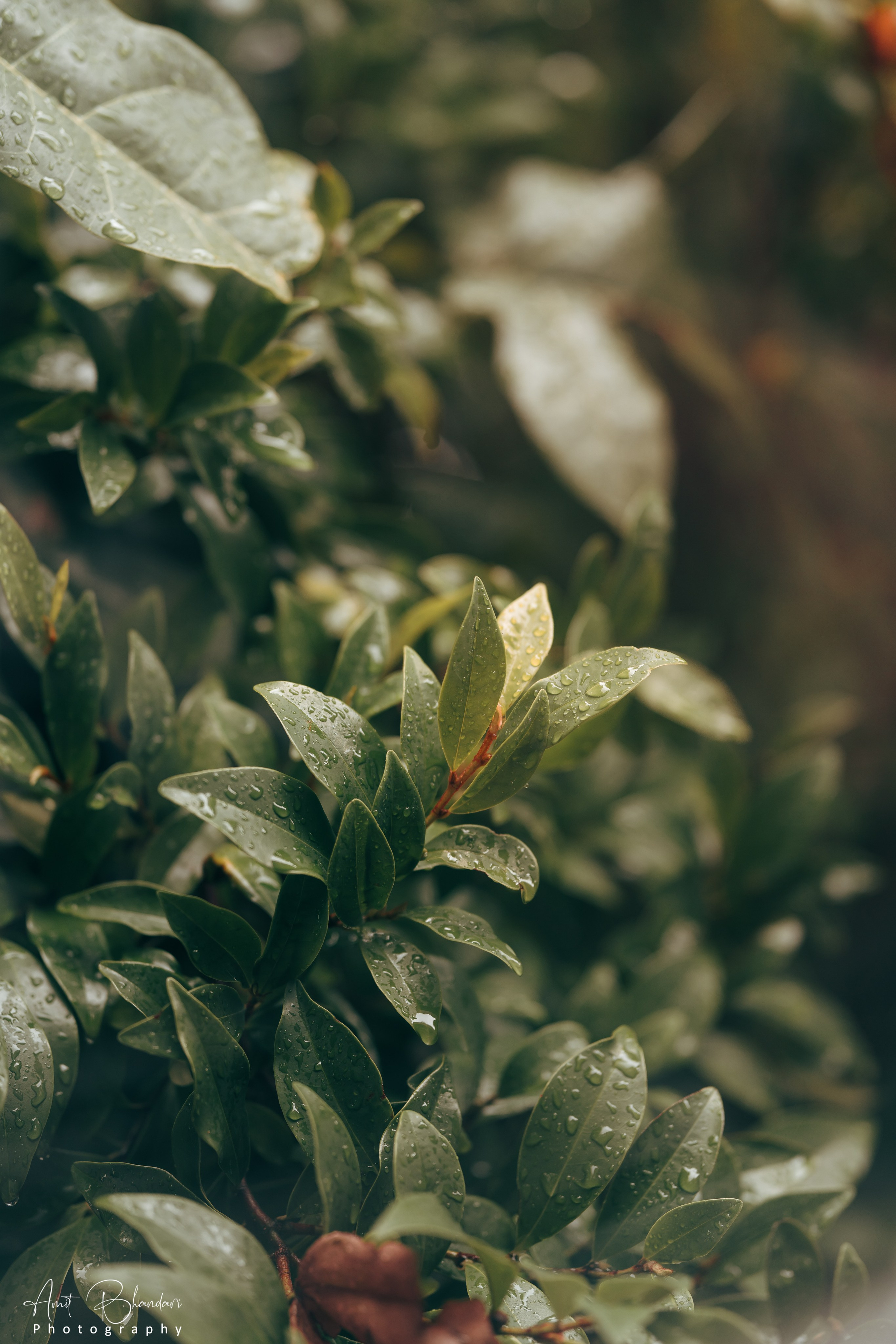 Nature. Freelance Photographer in Newcastle & Central Coast