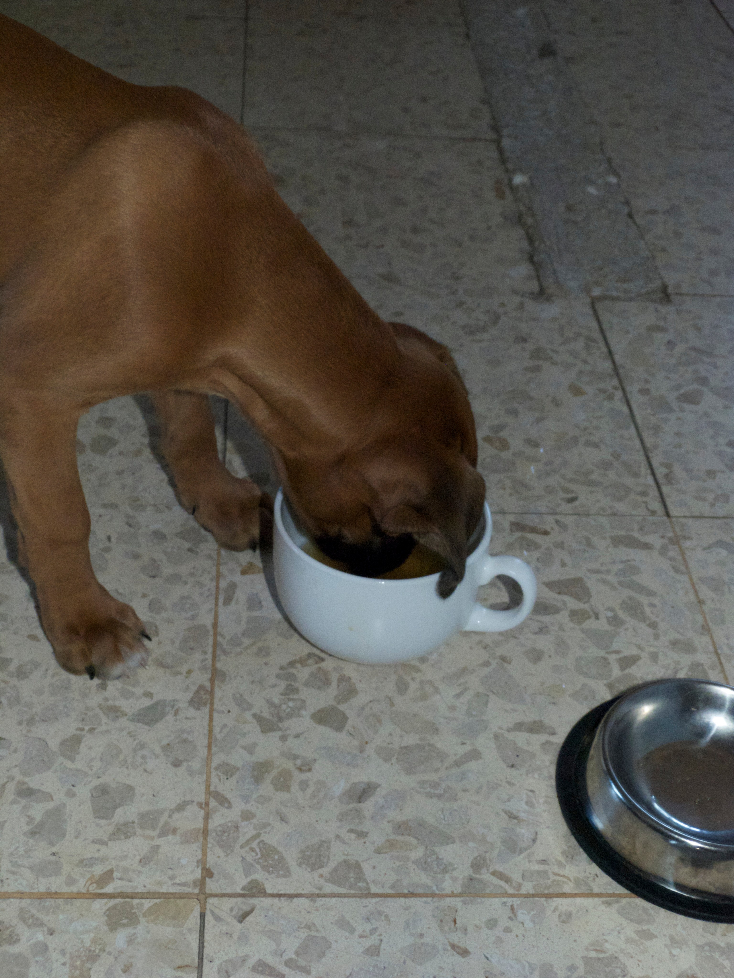 My ״Star״ Boxer Dog