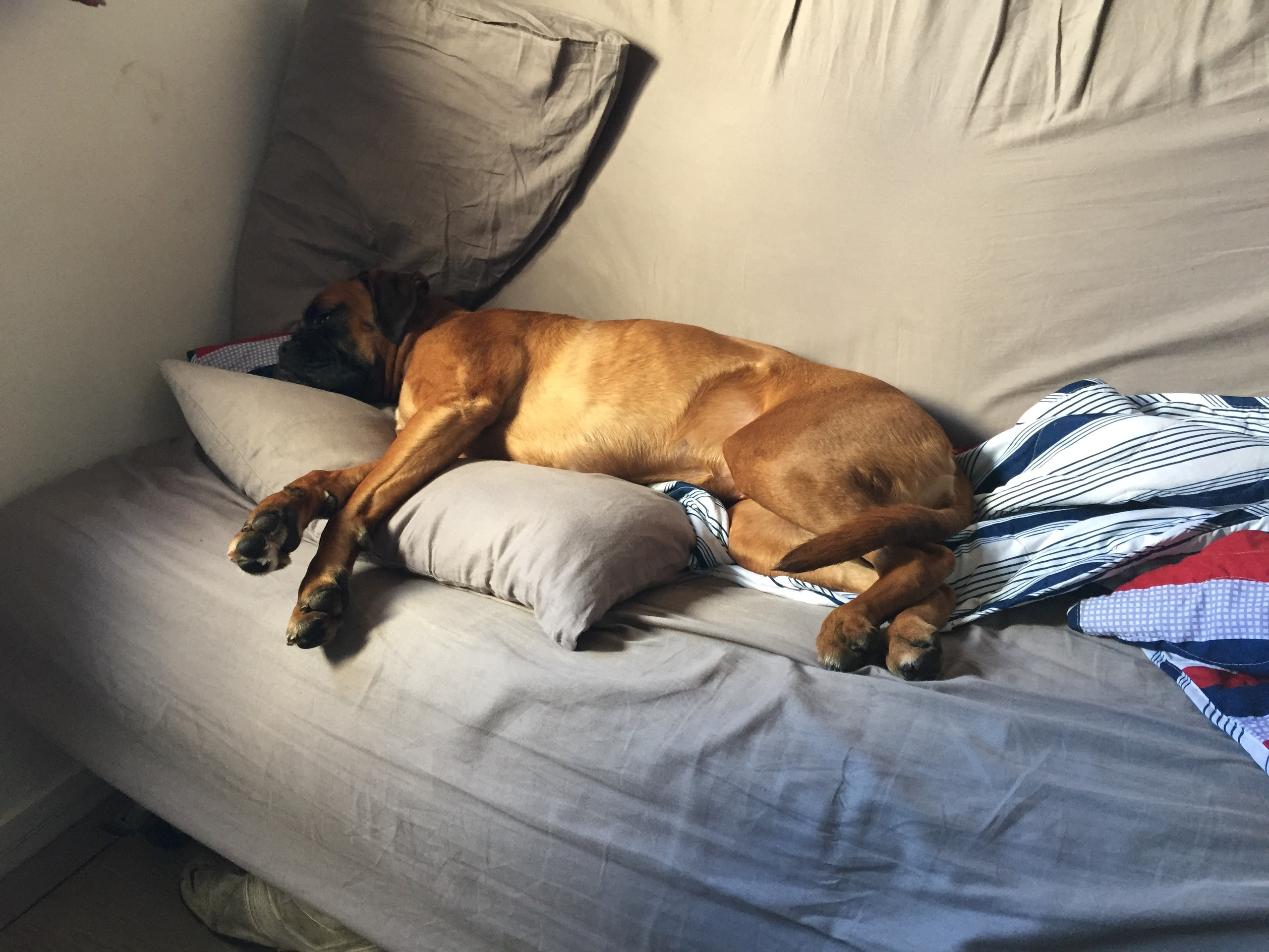 My ״Star״ Boxer Dog