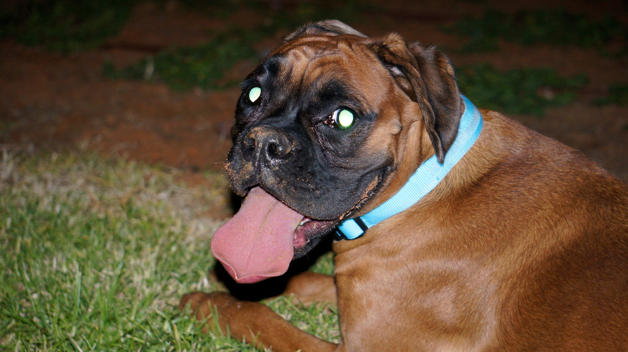 My ״Star״ Boxer Dog