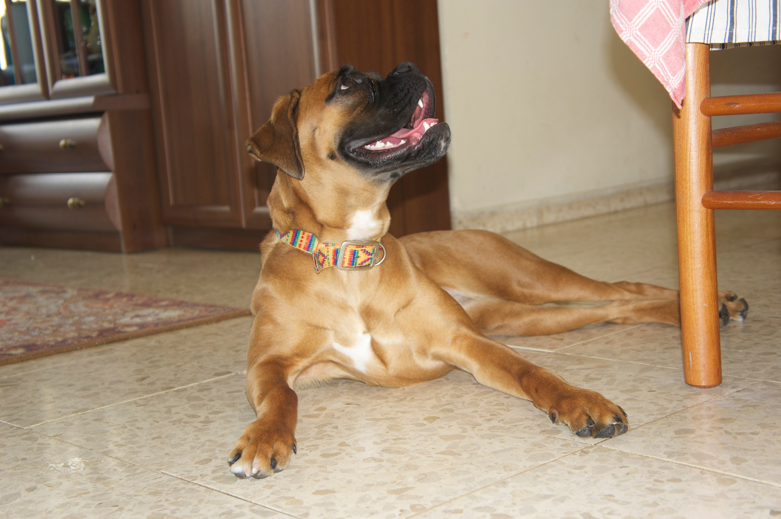 My ״Star״ Boxer Dog