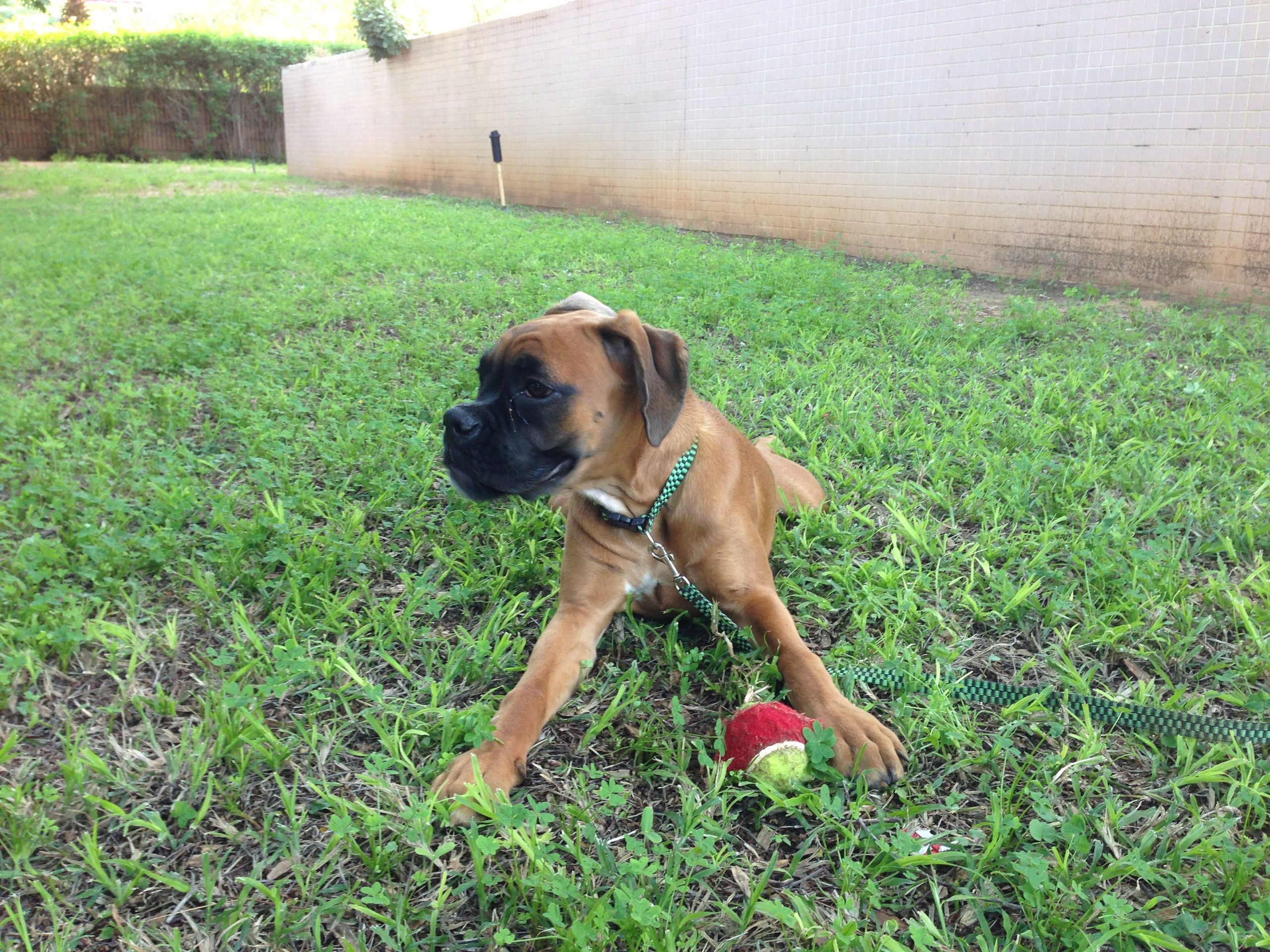 My ״Star״ Boxer Dog