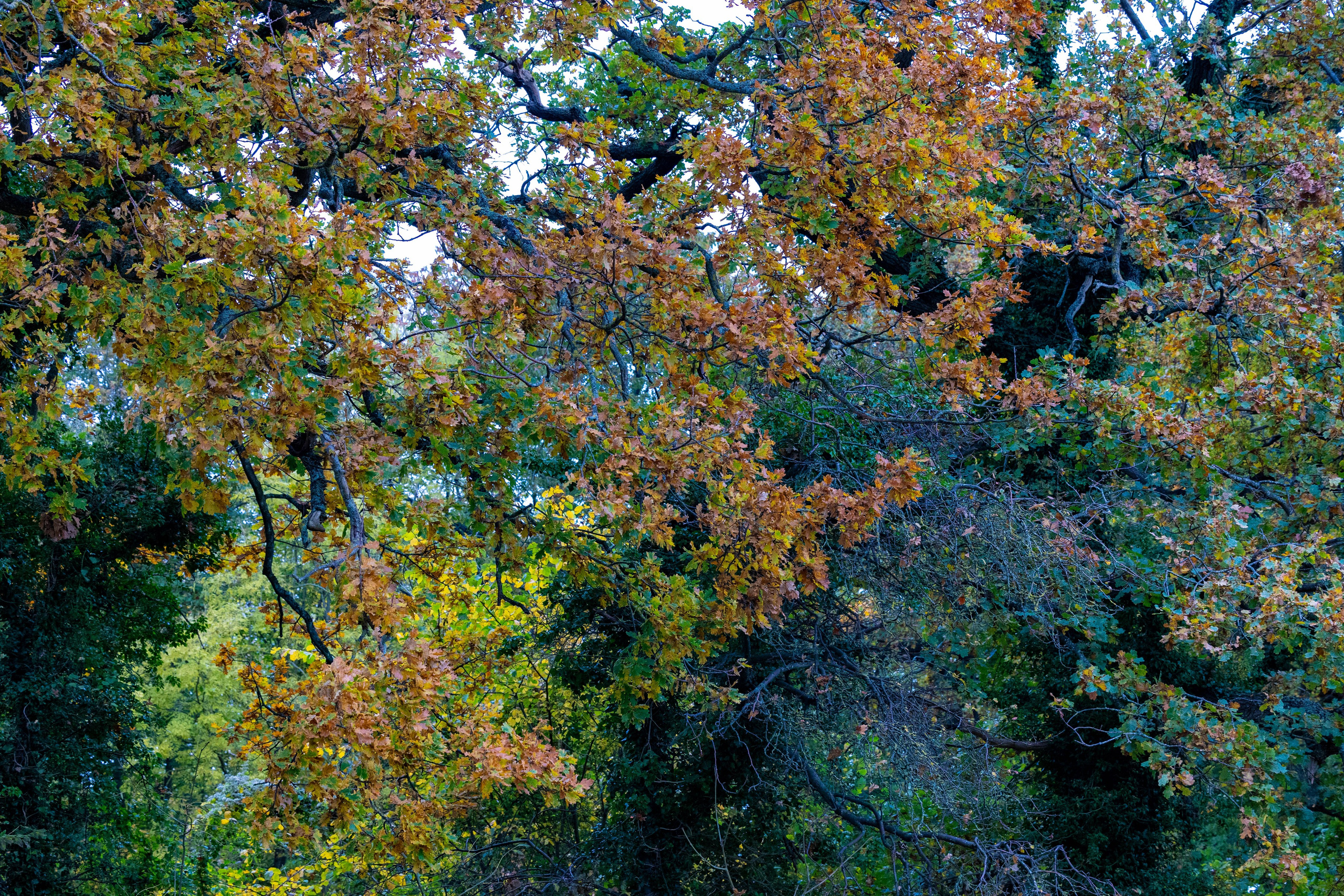 Efterår. Fotograf Aarhus | Portrætfoto Århus | Flotte billeder
