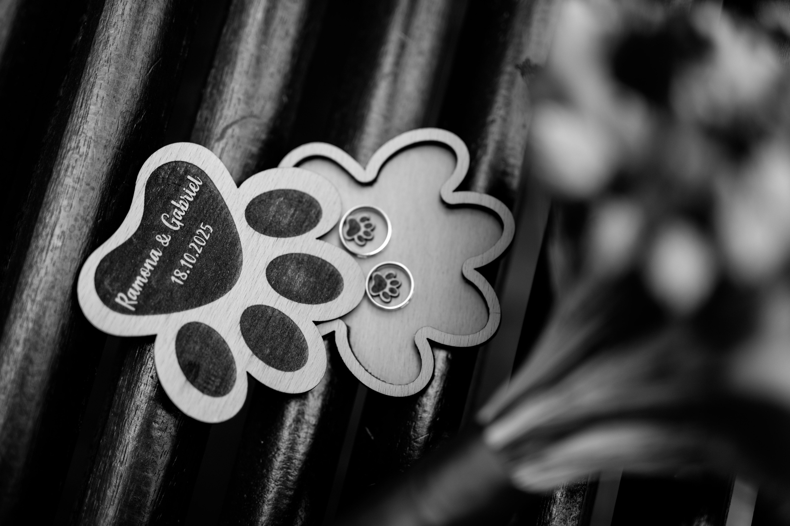 Draghici Daniel Photography