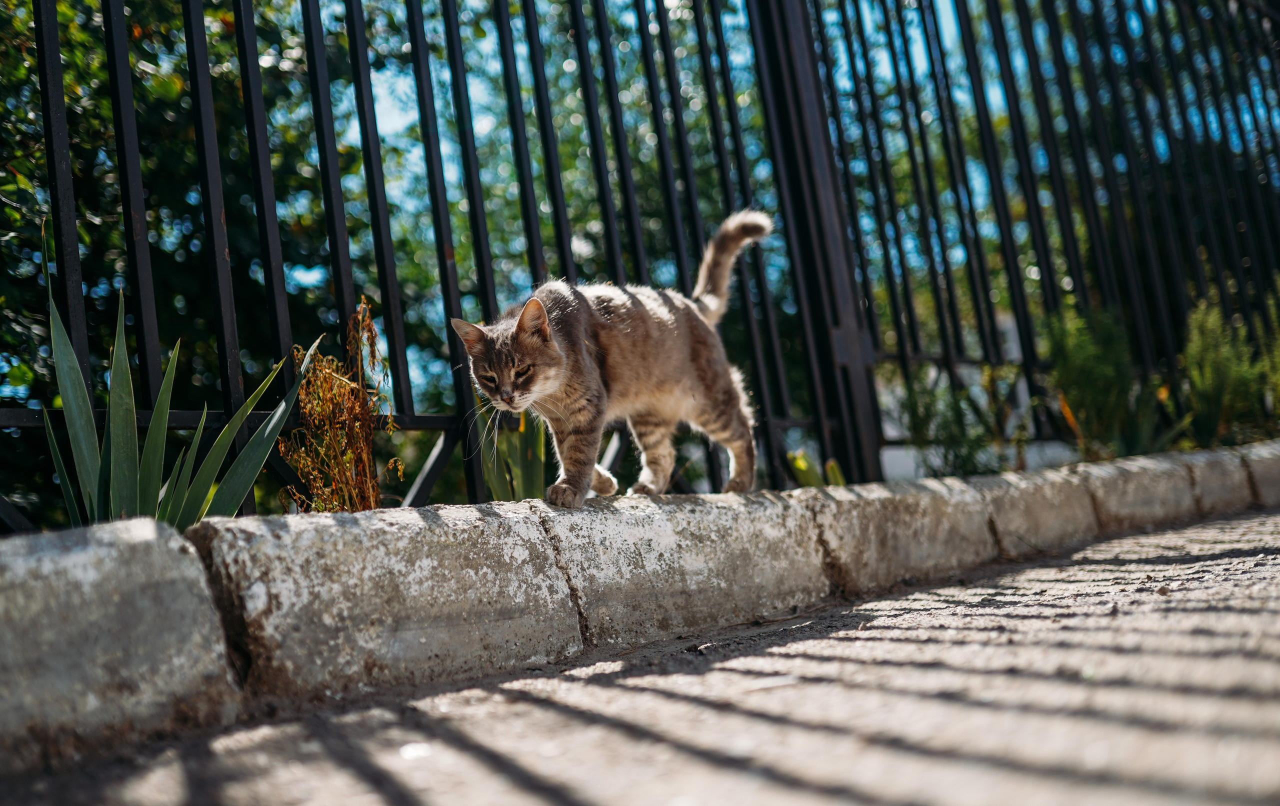 Кот шпедингера. Стрит-фотография, полная абсурда, идиотизма и красоты