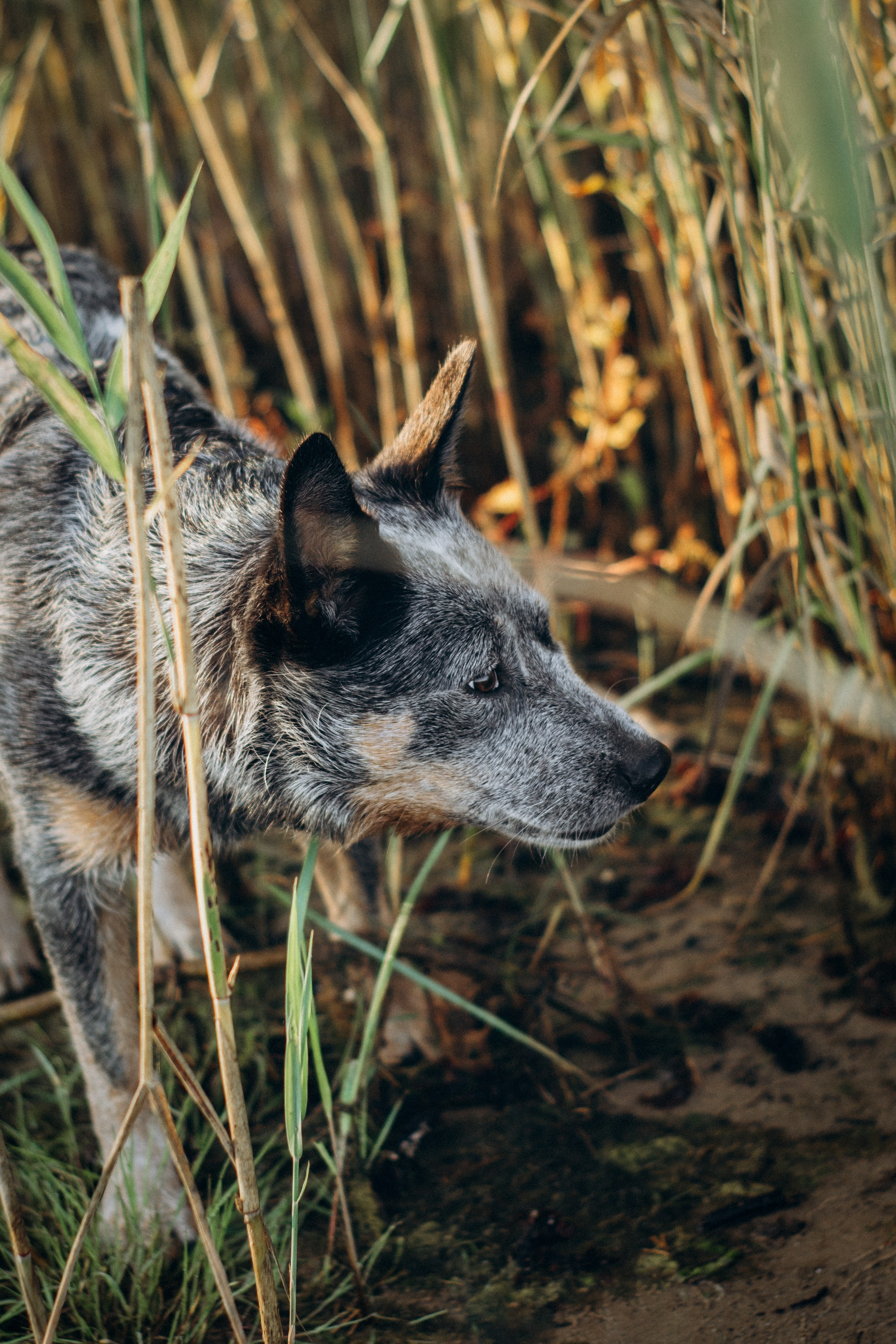 Dakota, Australian Cattle Dog. Kat Laisaar — Pet photographer in Tallinn