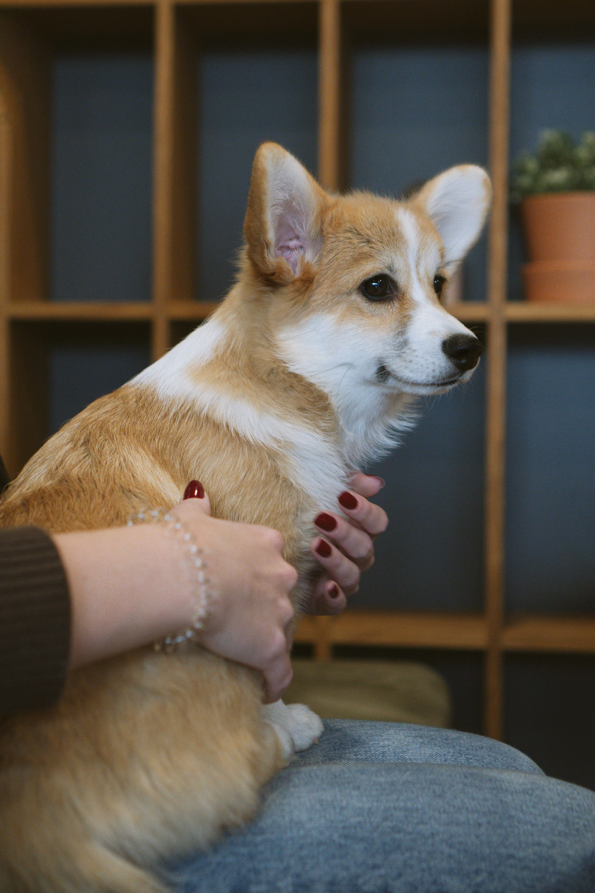 Anastasia and her Ada, Pembroke Welsh Corgi. Kat Laisaar — Pet photographer in Tallinn
