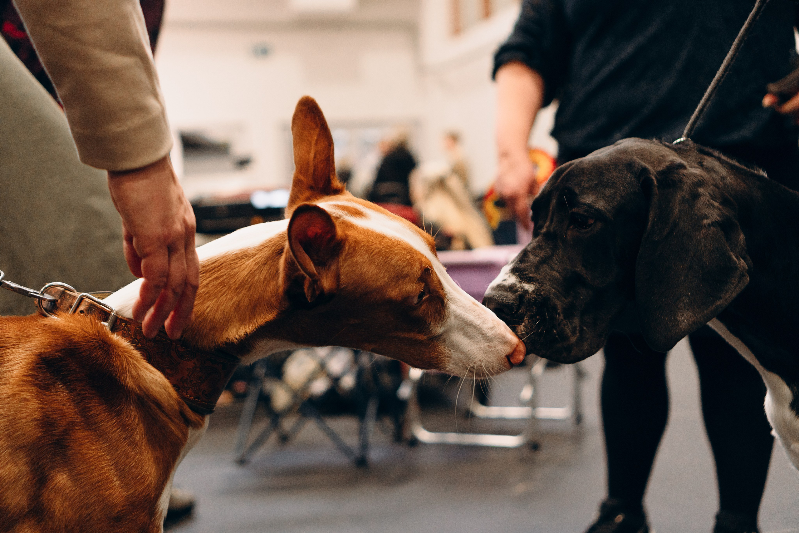 Pärnu dog weekend photo report. Kat Laisaar — Pet photographer in Tallinn