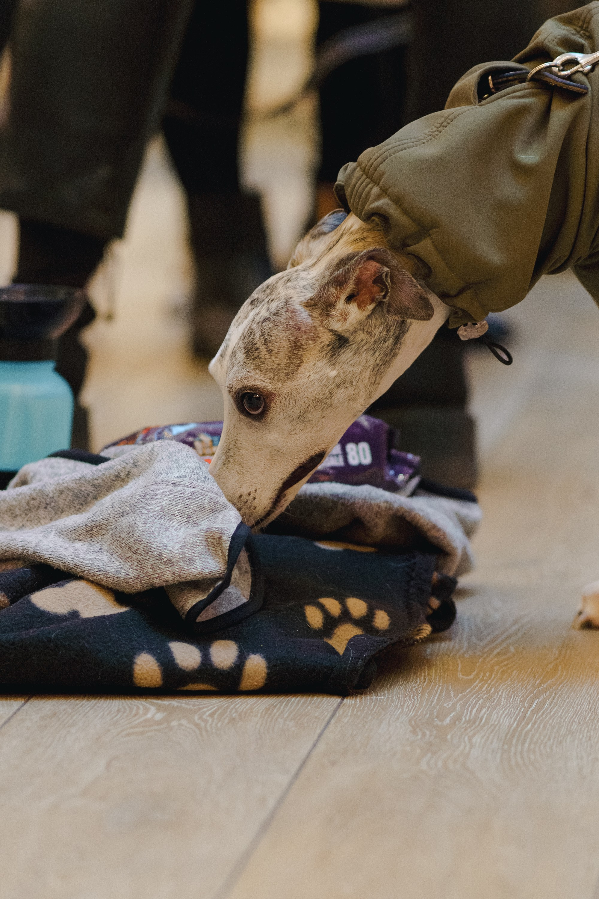 GalgoTreff / Solaris keskus 16 november. Kat Laisaar — Pet photographer in Tallinn