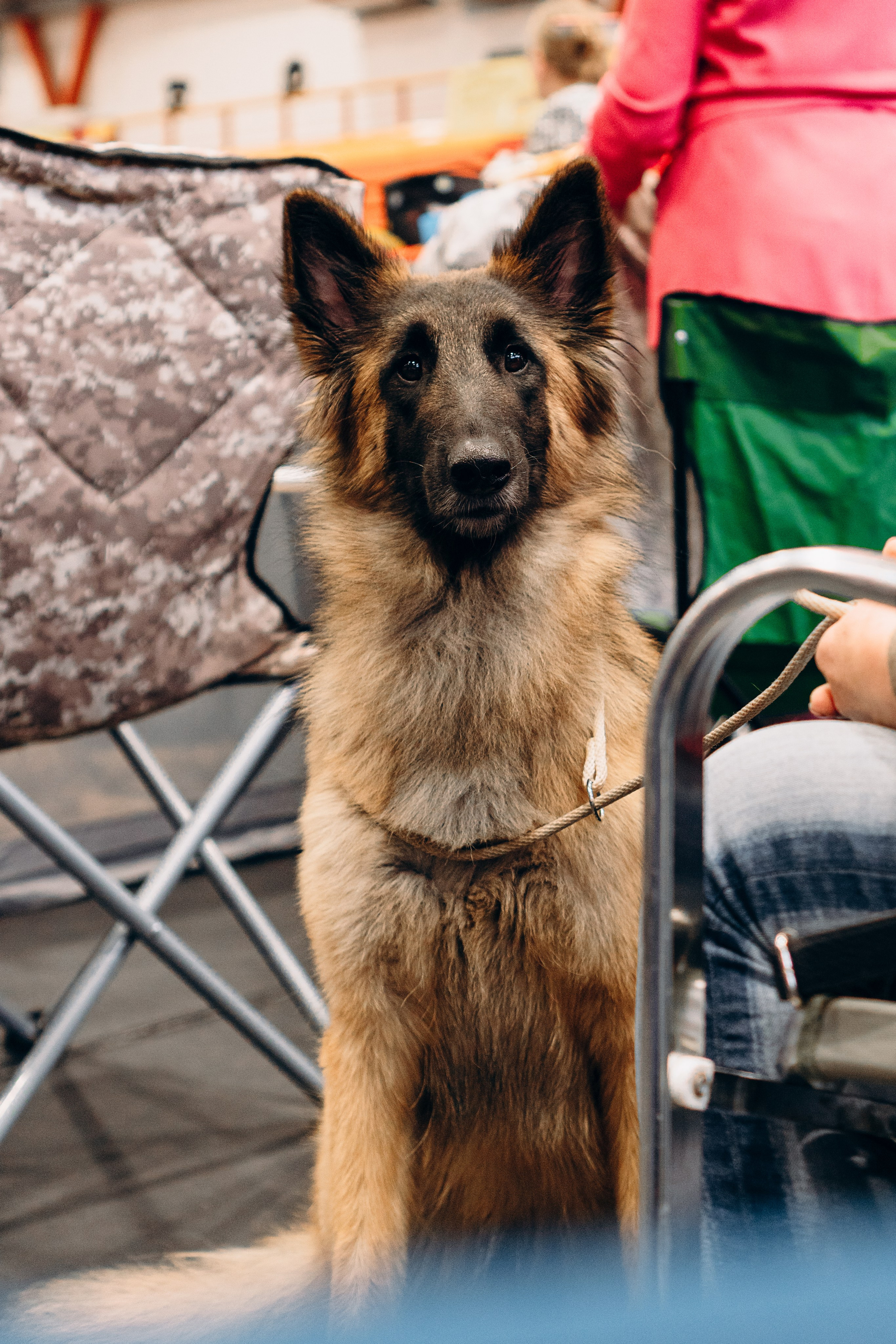 Pärnu dog weekend photo report. Kat Laisaar — Pet photographer in Tallinn