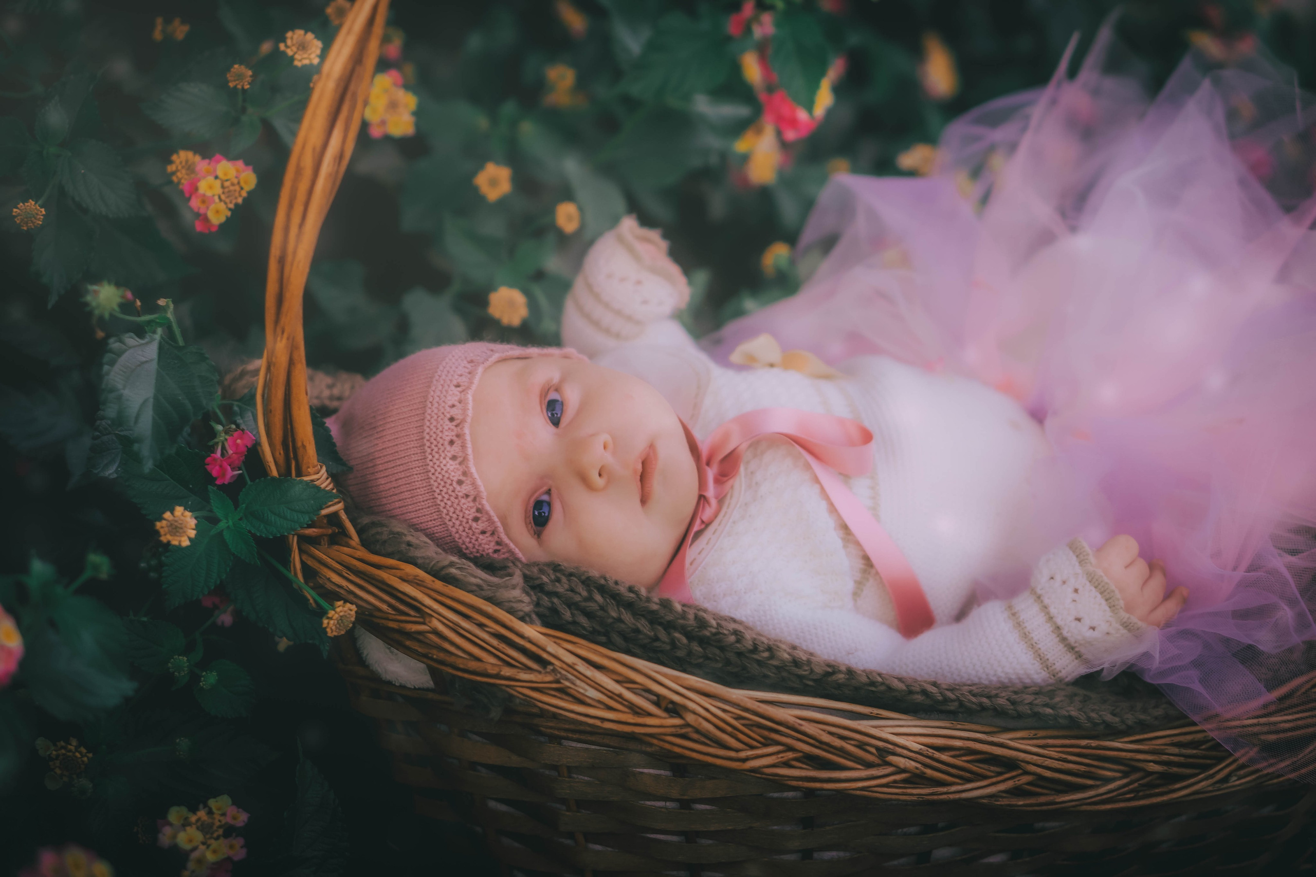 Olivia. Alba del Norte Studio