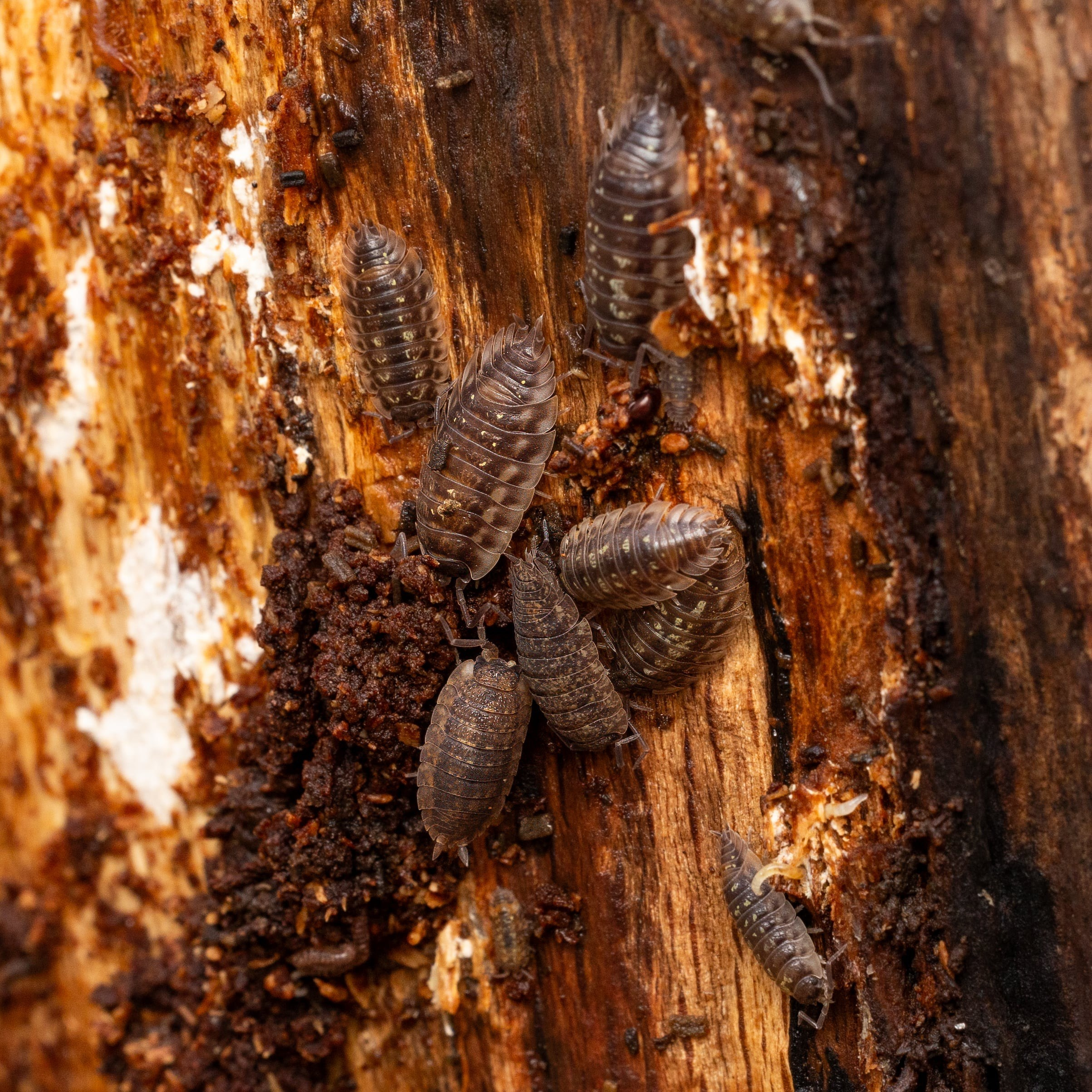 Forår. Fotograf Aarhus | Portrætfoto Århus | Flotte billeder