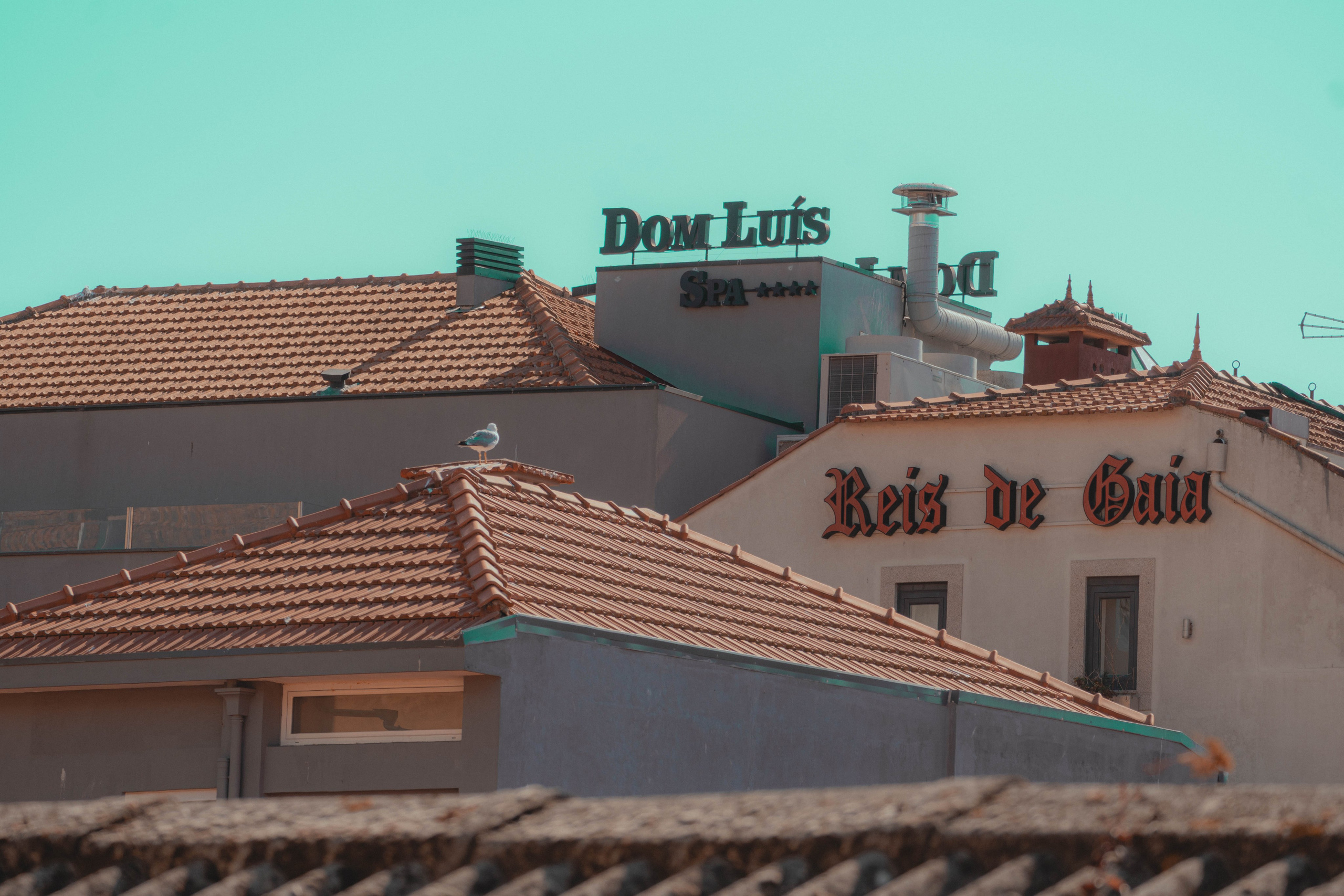 Porto, Agosto 2024. Alba del Norte Studio