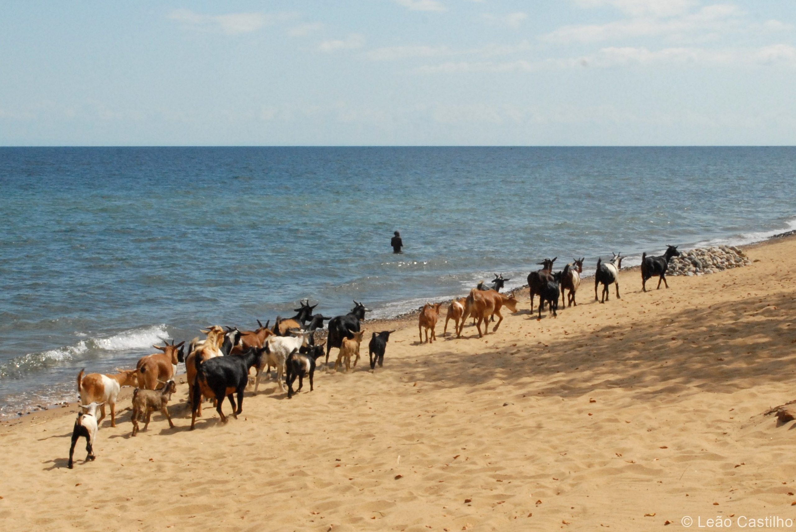 Photos of animals. Simbahalu