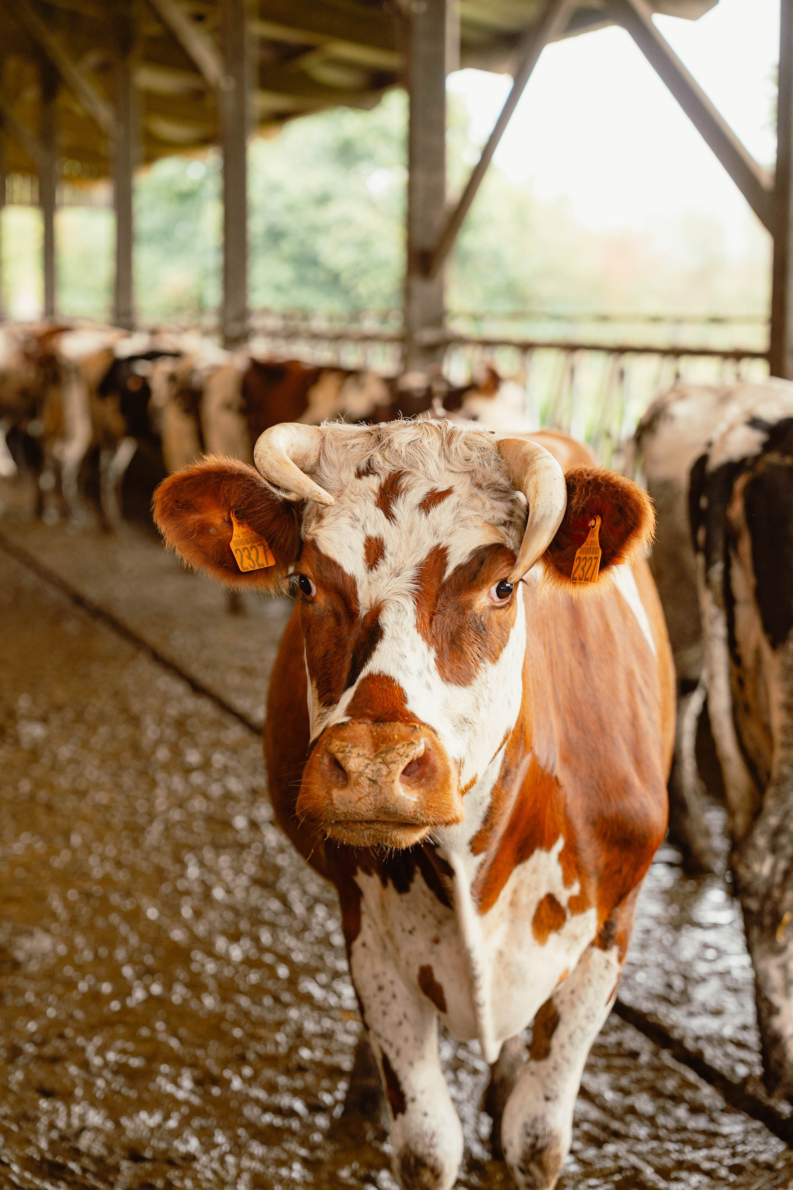 Solidur. Weeding photographer / event / portrait