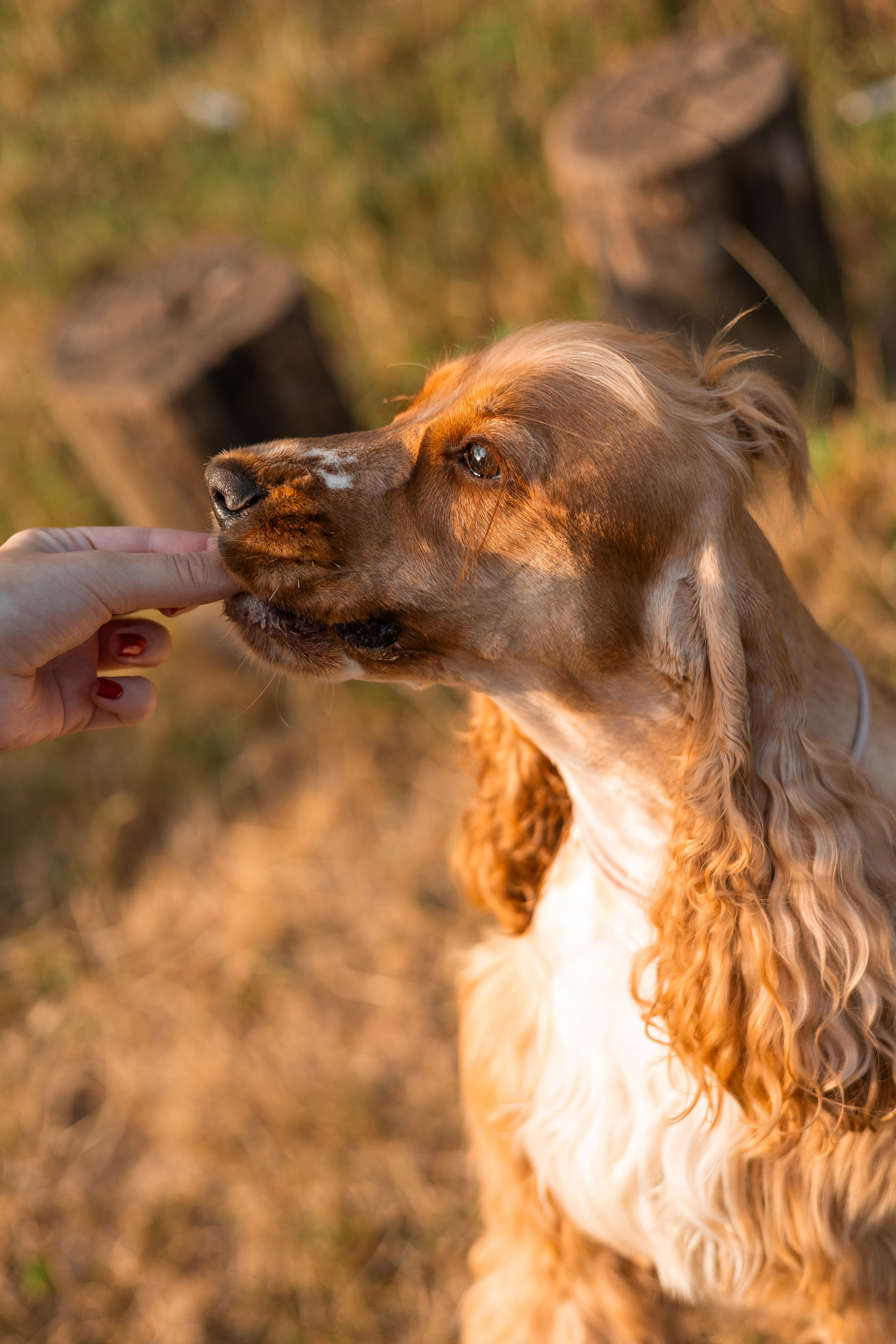Алина и Юки. Фотограф-анималист | Белград