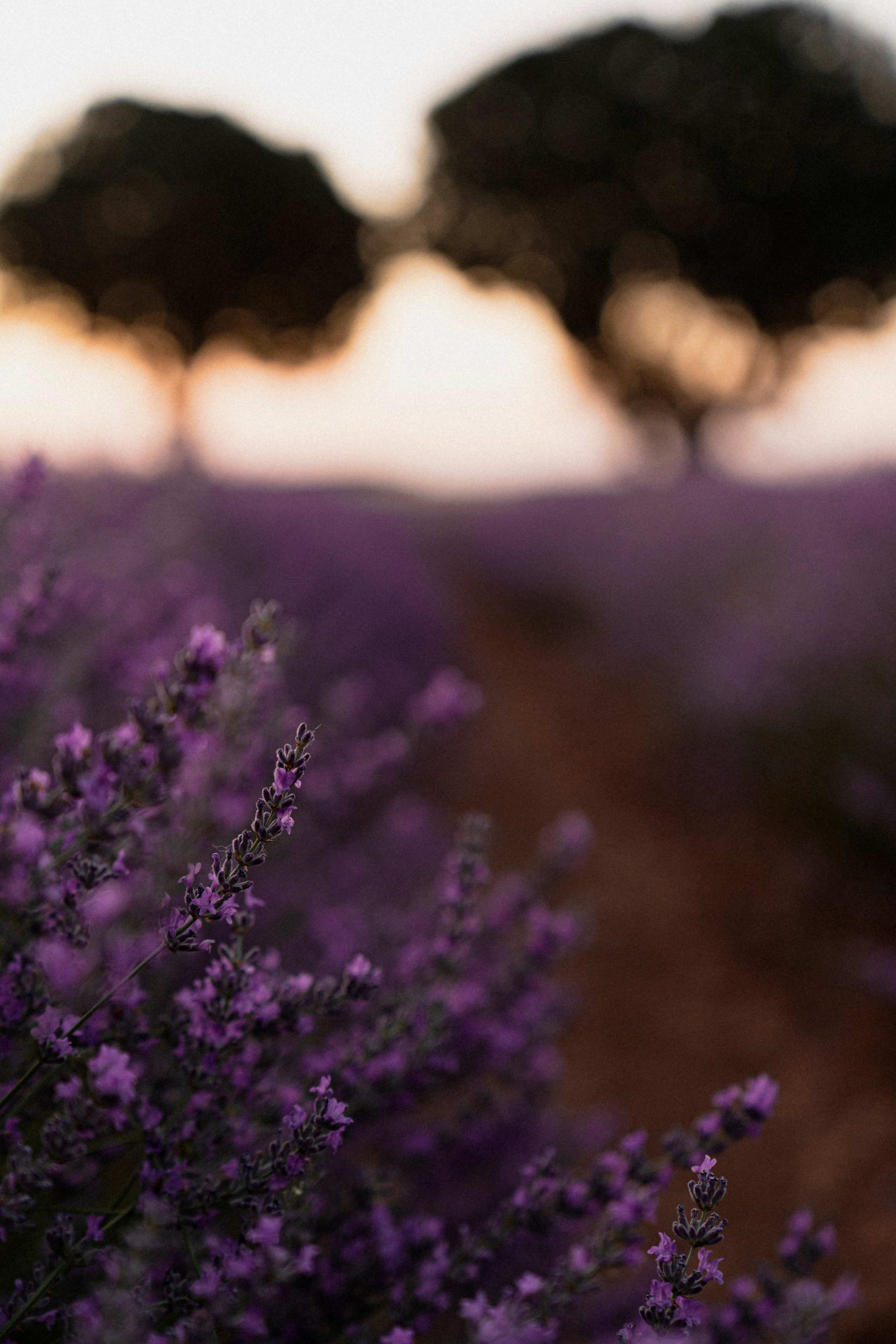 Испанский Прованс (рассвет). ...........