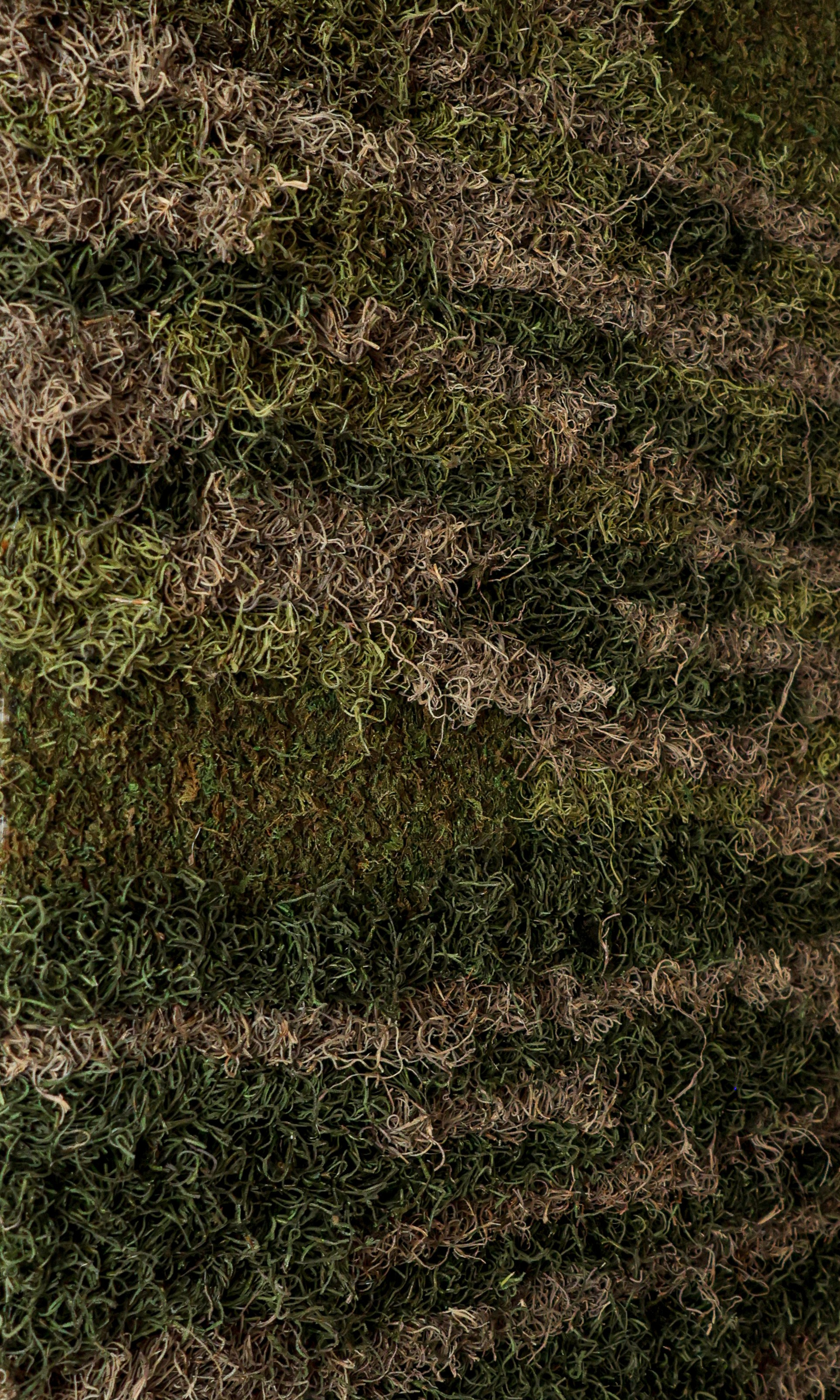 Anna & Moss magic, Content. Yana Bobrova | Artistic Photography