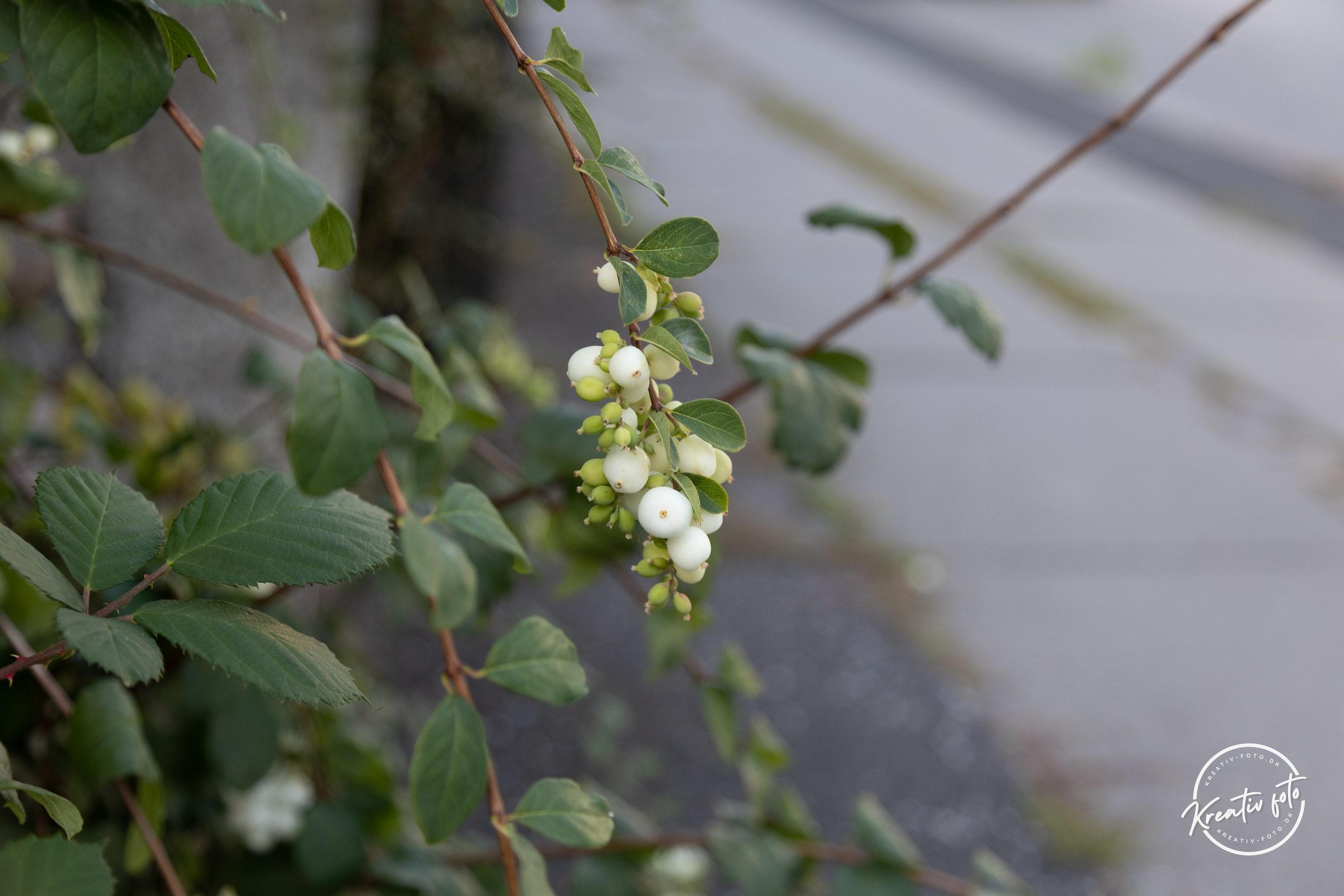 Sommer. Fotograf Aarhus | Portrætfoto Århus | Flotte billeder