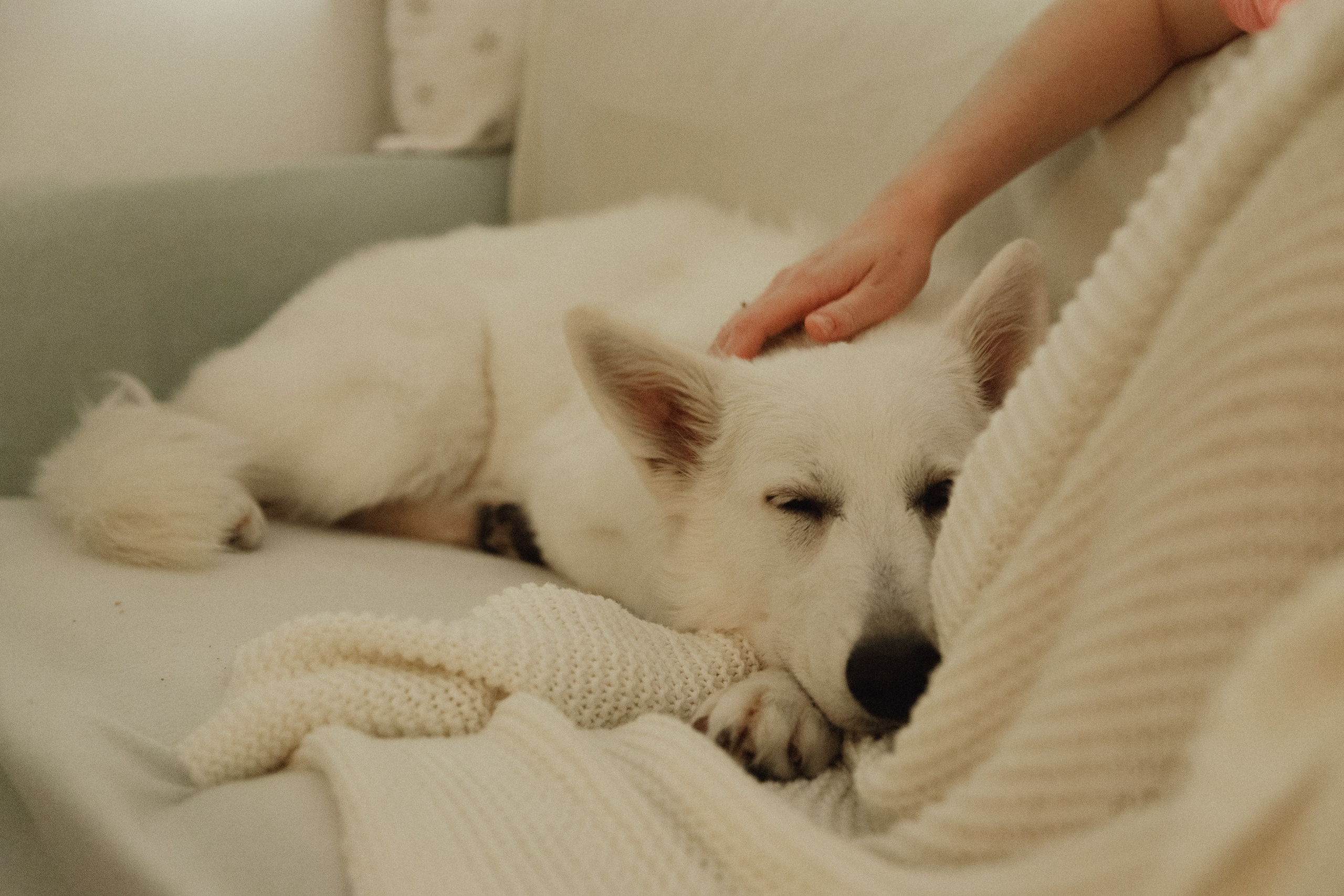 Astra in Leipzig. Kaja | fotograf we Wrocławiu | ludzie i psy