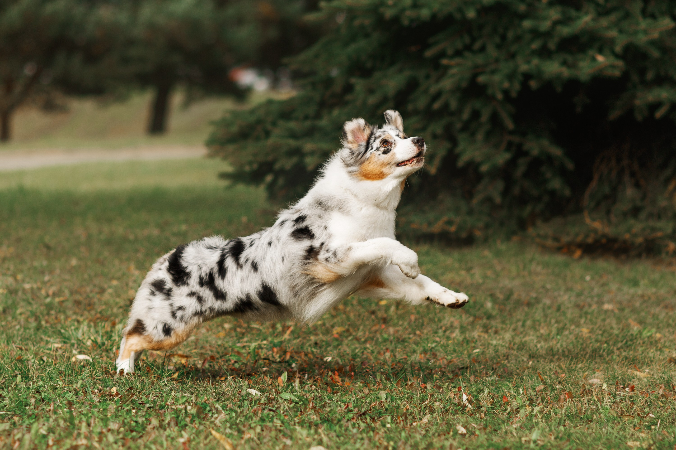 Autumn photo day for dog handler. Kaja | fotograf we Wrocławiu | ludzie i psy