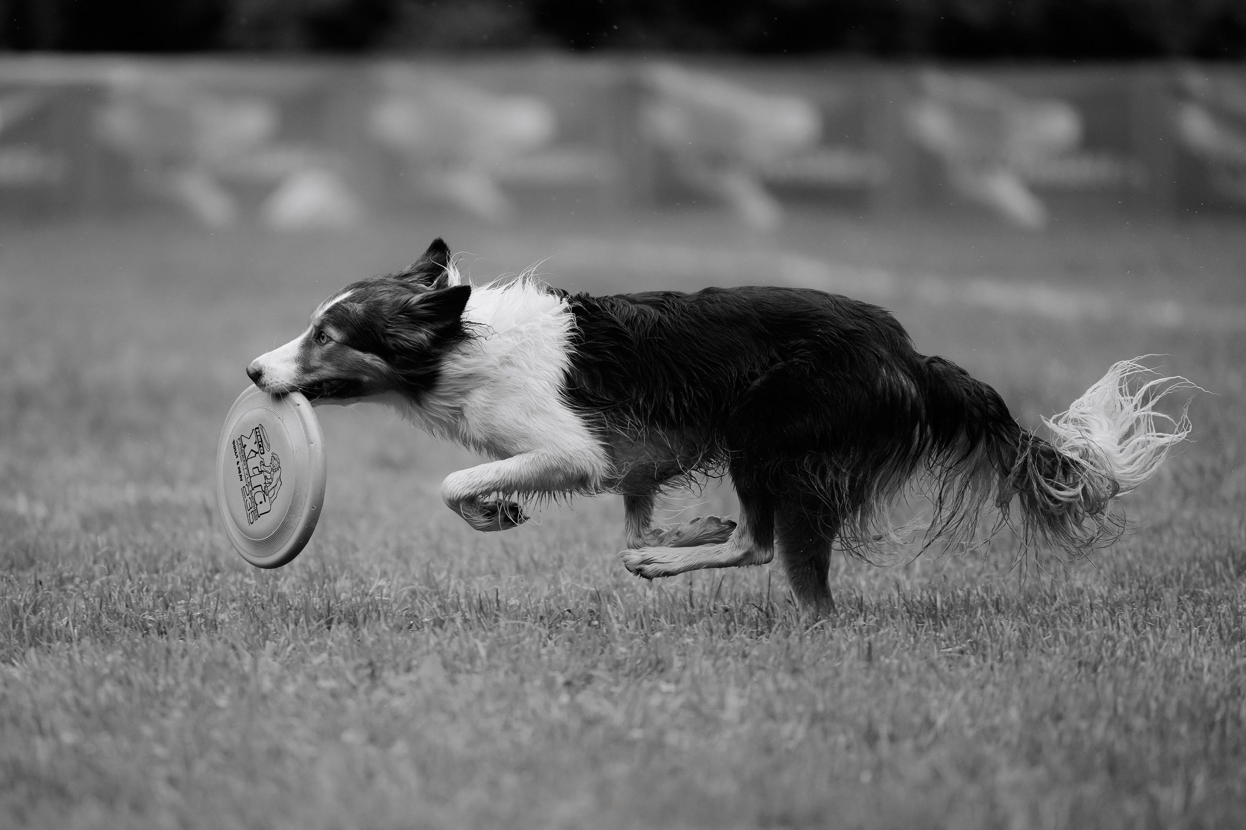 Latające psy, Wrocław'25. Kaja | fotograf psów we Wrocławiu