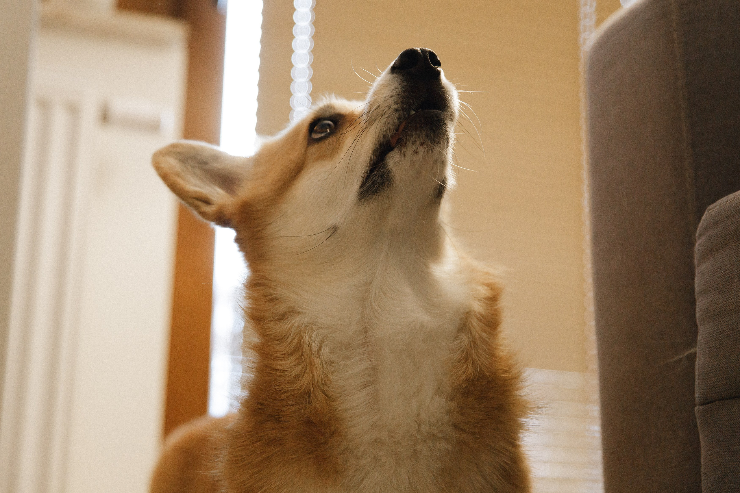 Dasha & Daisy. Kaja | fotograf psów we Wrocławiu