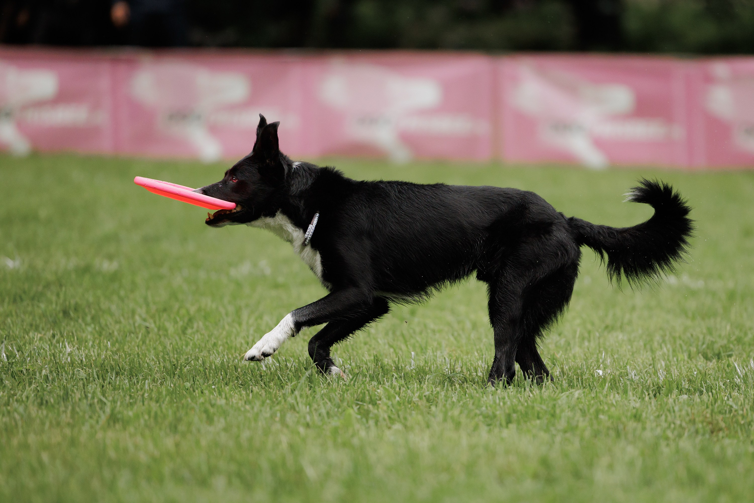 Latające psy, Wrocław'25. Kaja | fotograf psów we Wrocławiu
