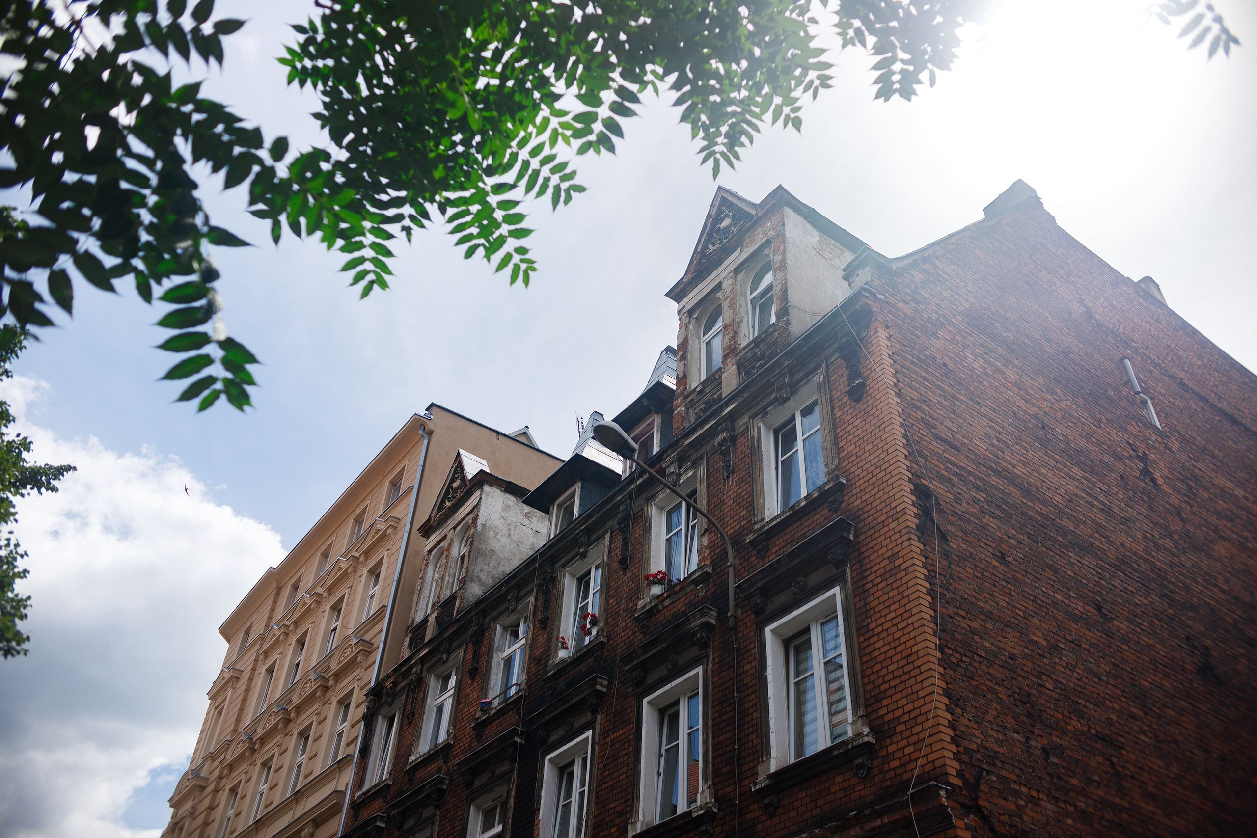 Wroclaw | the best ones. Kaja | fotograf psów we Wrocławiu