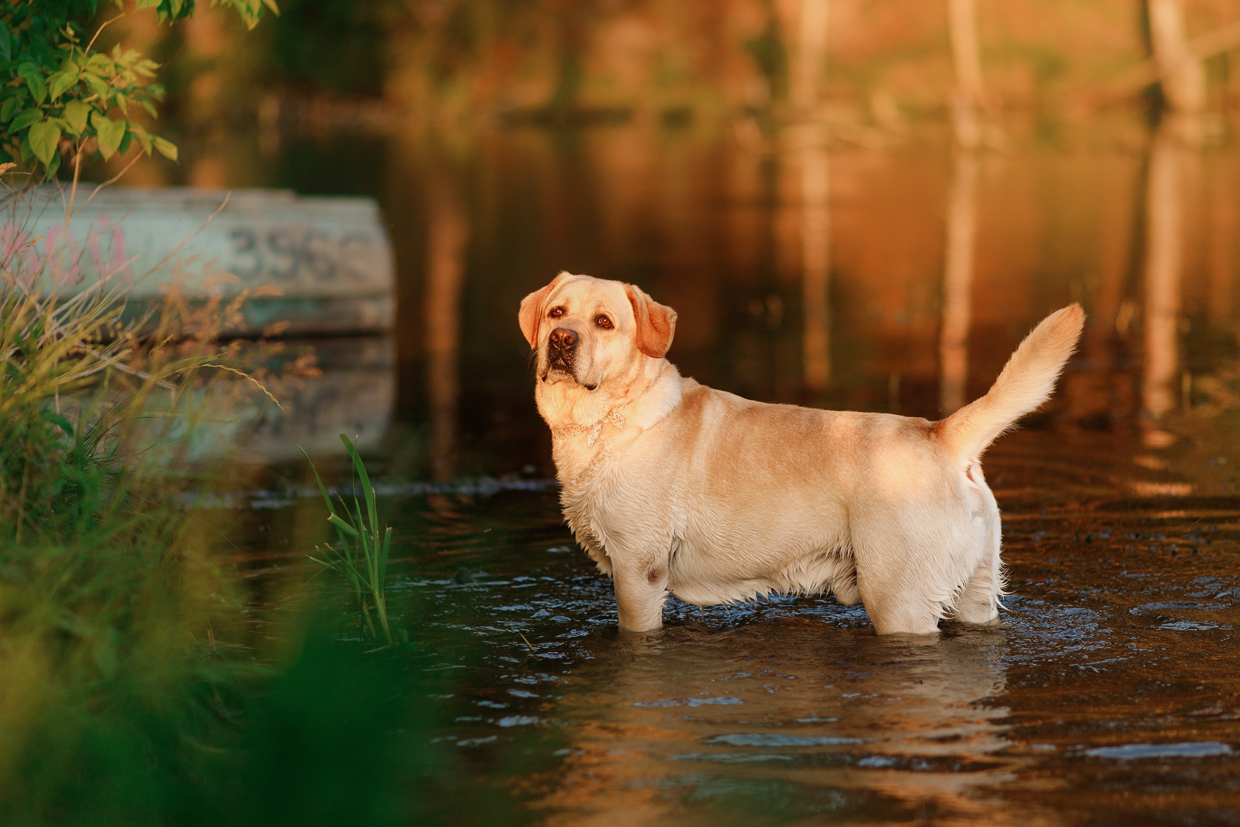Nastya & Spark and Boss. Kaja | fotograf psów we Wrocławiu