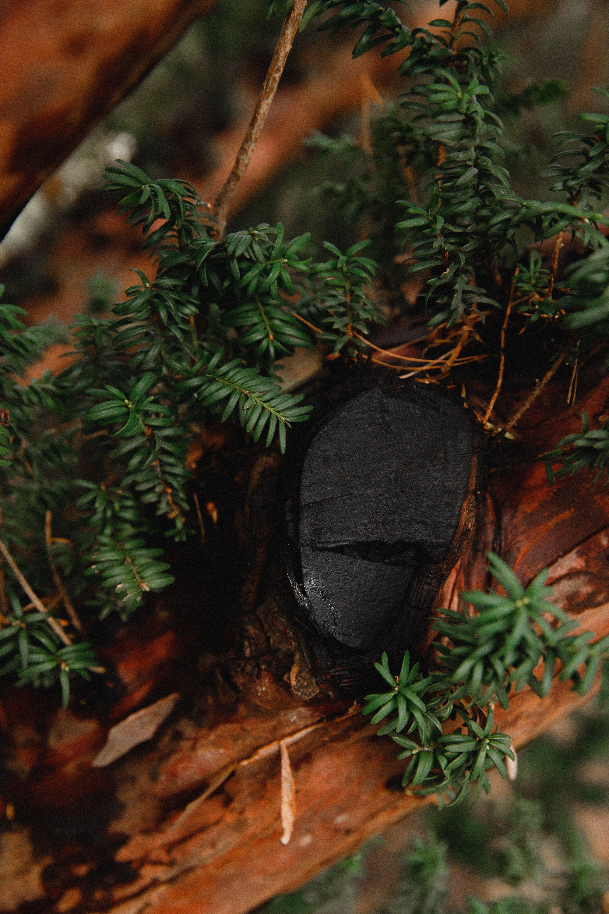 Botanical garden in Wroclaw. Kaja | fotograf we Wrocławiu | ludzie i psy