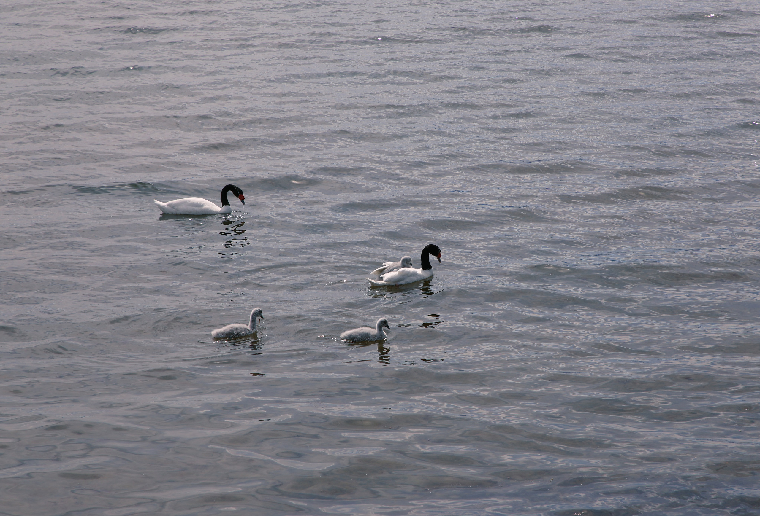 PATAGONIE. Photographe Karen Tatevosian