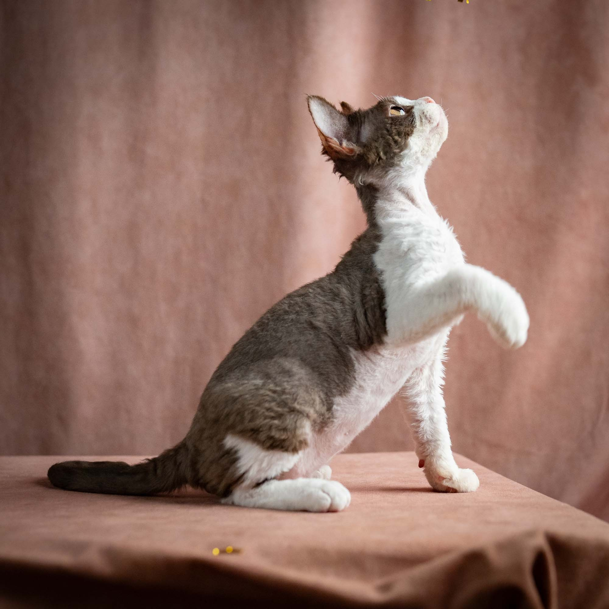 Pascal, boy, born 02.11.26. Devon Rex Pixie Cattery