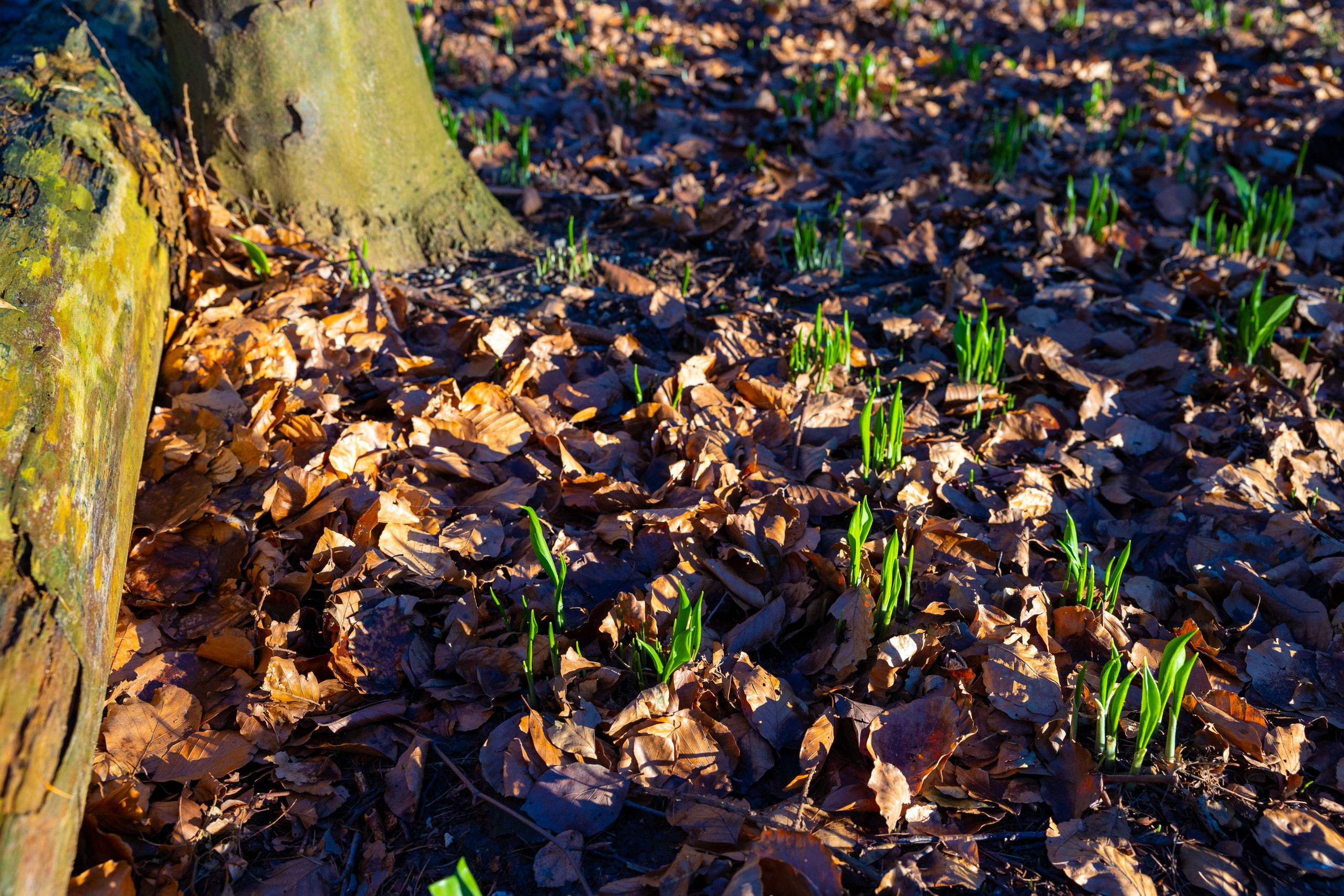 Forår. Fotograf Aarhus | Portrætfoto Århus | Flotte billeder