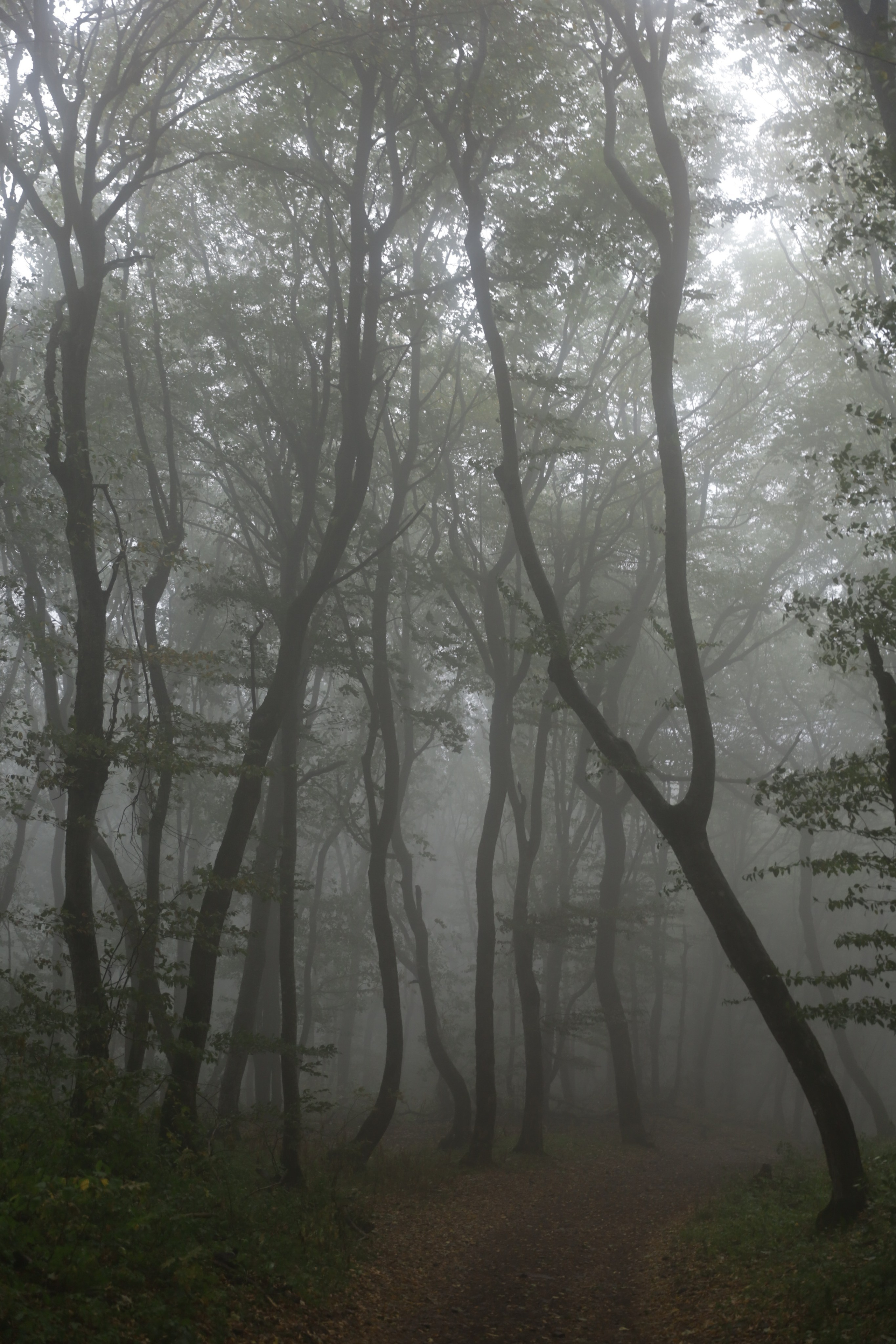 Валентина Туний